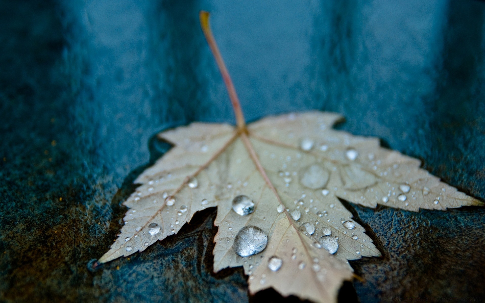 macro leaf fall rain nature outdoors water wood wet bright