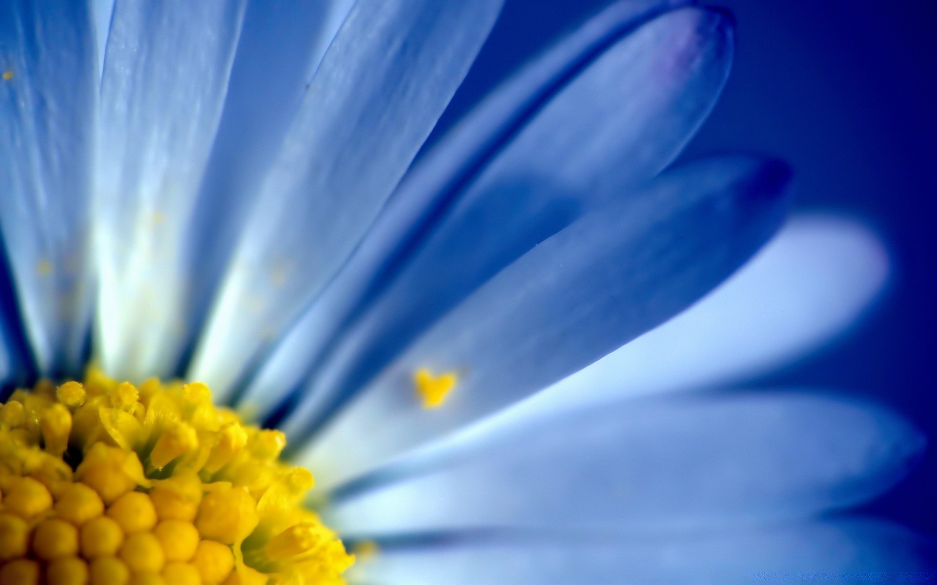 makro natura kwiat rozmycie flora kolor płatek zbliżenie jasny