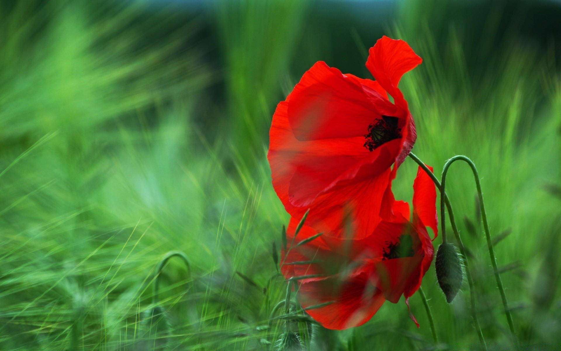 makro fotoğrafçılığı doğa yaz çiçek flora yaprak bahçe alan renk parlak çimen büyüme saman sezon açık havada