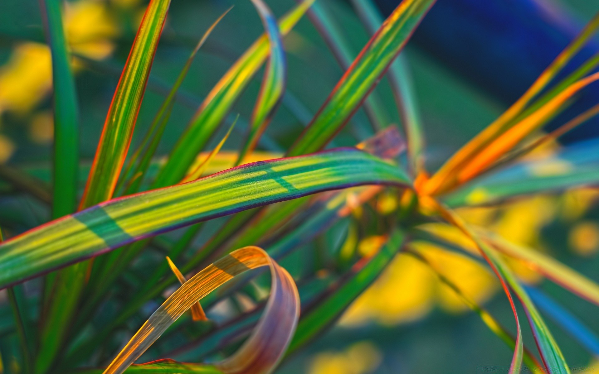 makro fotoğrafçılığı renk yaprak tropikal flora doğa parlak masaüstü soyut güzel yaz bahçe sanat doku desen uyum egzotik çizgi tasarım çimen