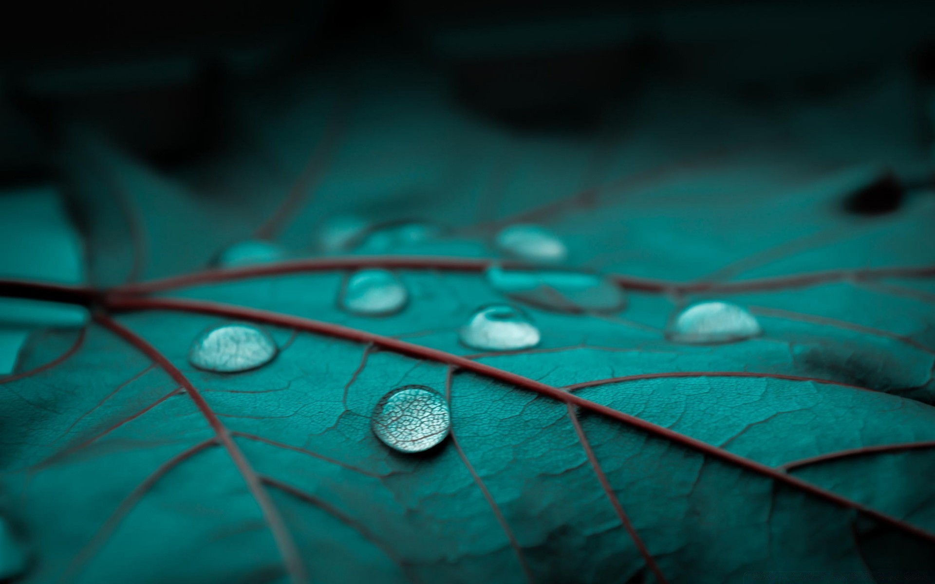 macro bureau pluie réflexion résumé couleur texture