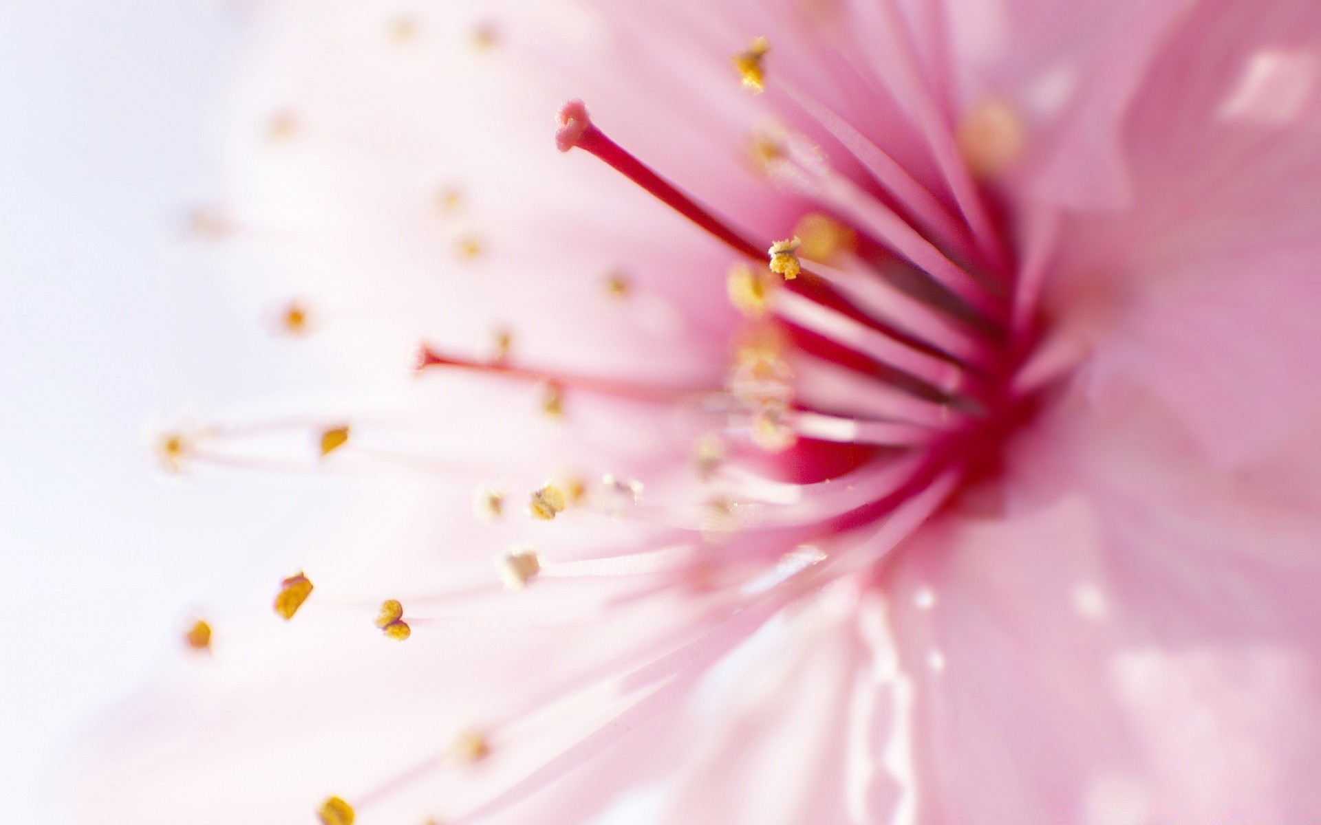 微距摄影 花 植物 自然 模糊 夏天 颜色 花园