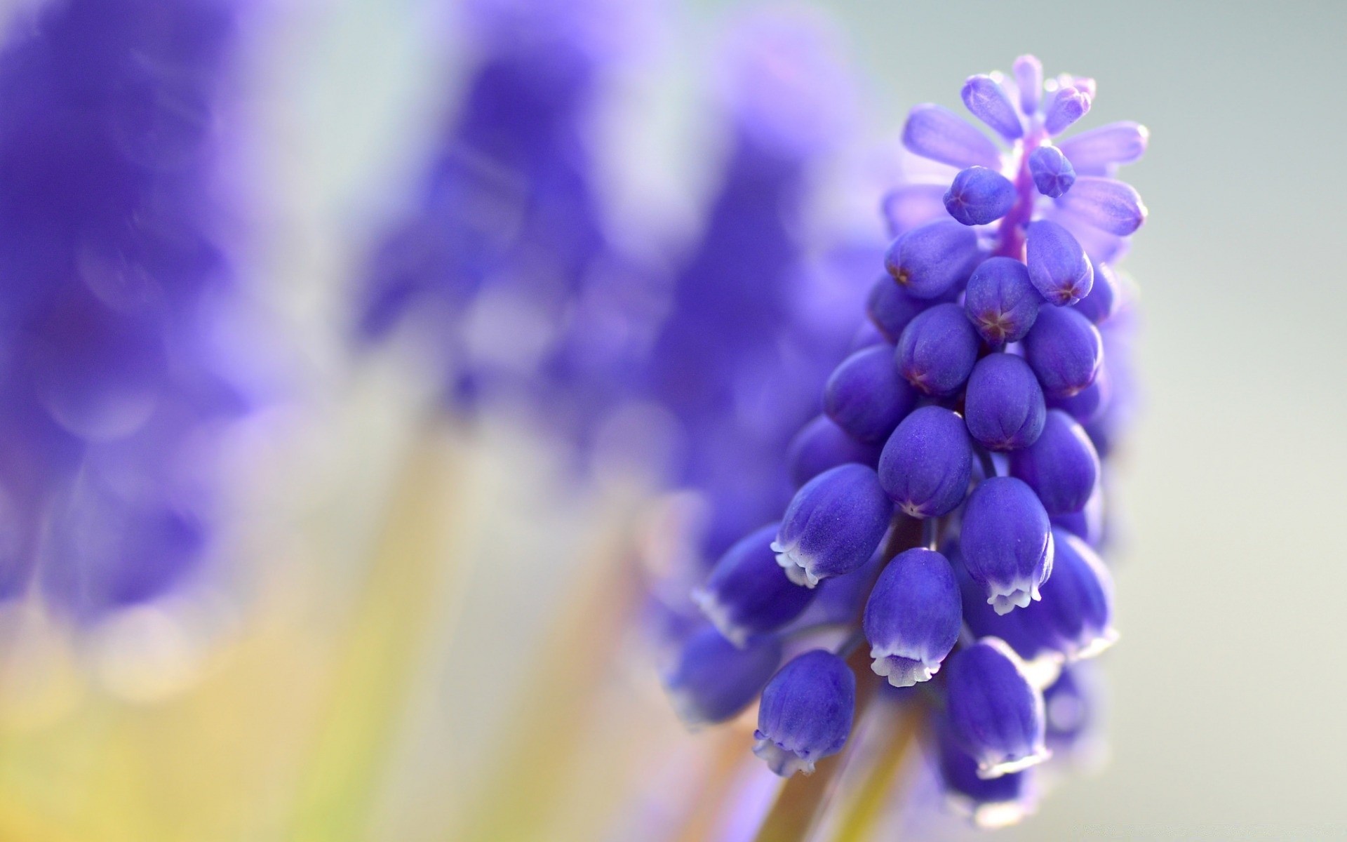 macro naturaleza flor flora color verano brillante pétalo floral jardín primer plano crecimiento blumming hoja temporada jacinto desenfoque hermoso delicado púrpura