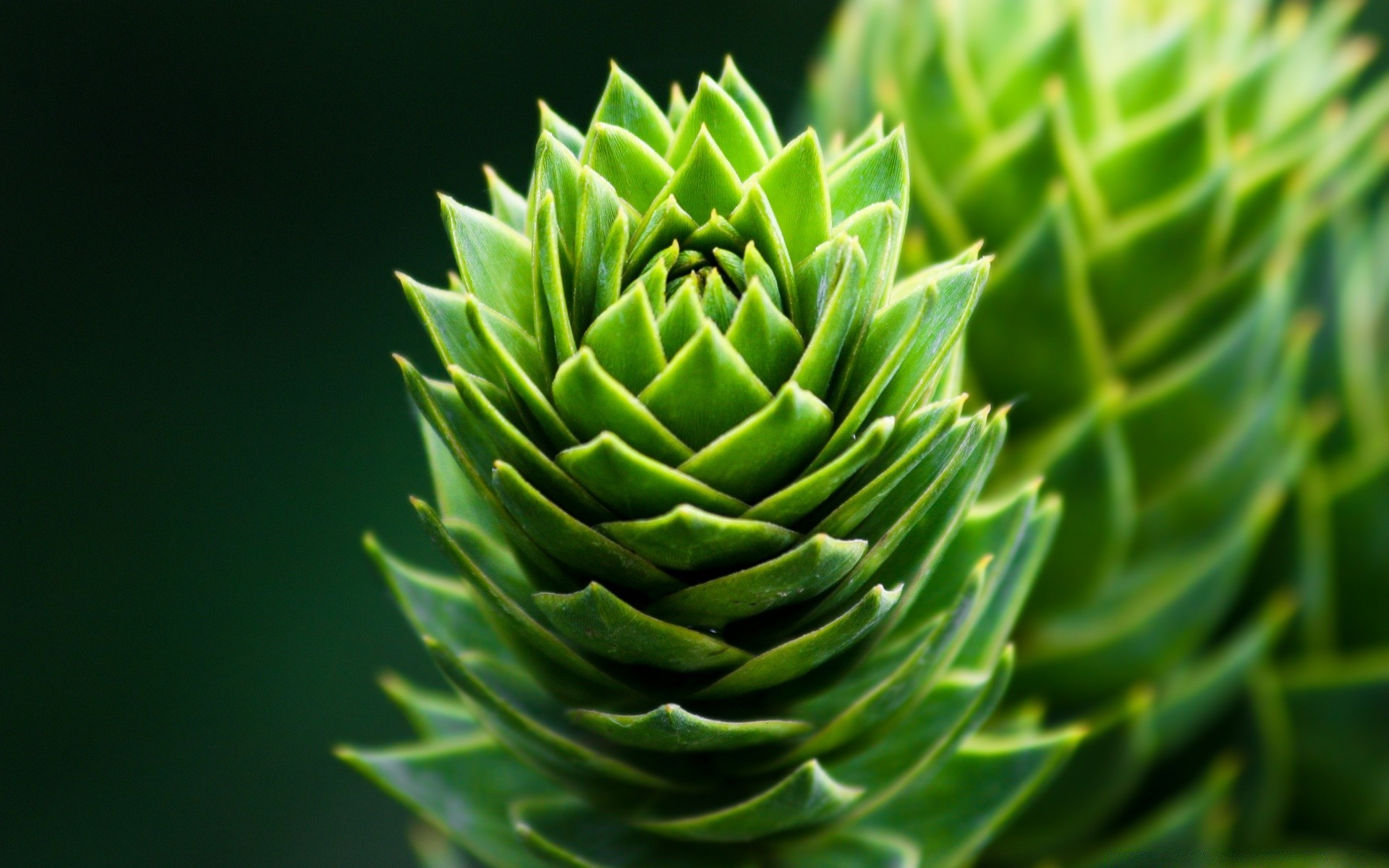 makroaufnahme natur blatt flora scharf wirbelsäule kaktus stachelig wachstum monochrom spike blume