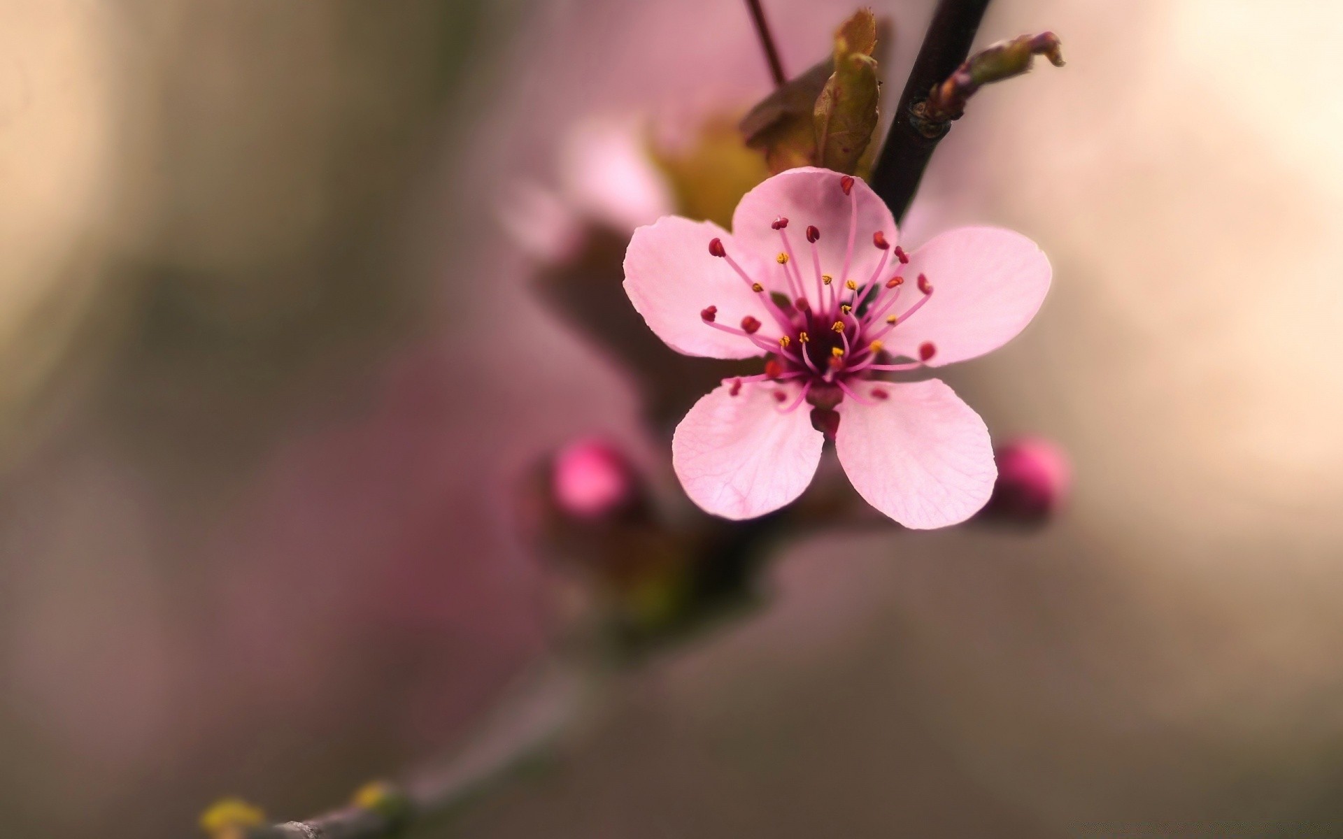 macro flower nature cherry flora leaf branch apple growth outdoors tree bud blur garden petal delicate