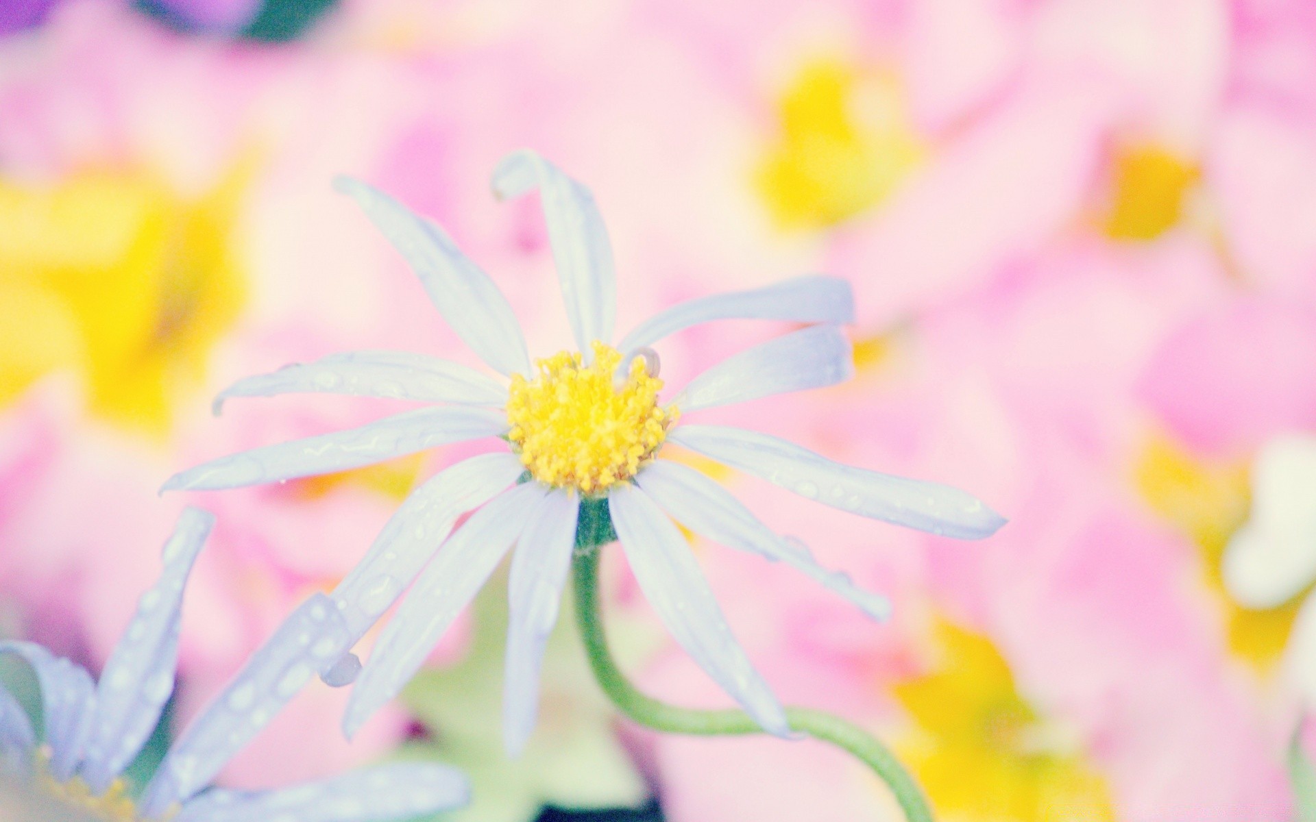 makro fotoğrafçılığı çiçek doğa yaz flora parlak yaprak renk çiçek büyüme paskalya bahçe pastel