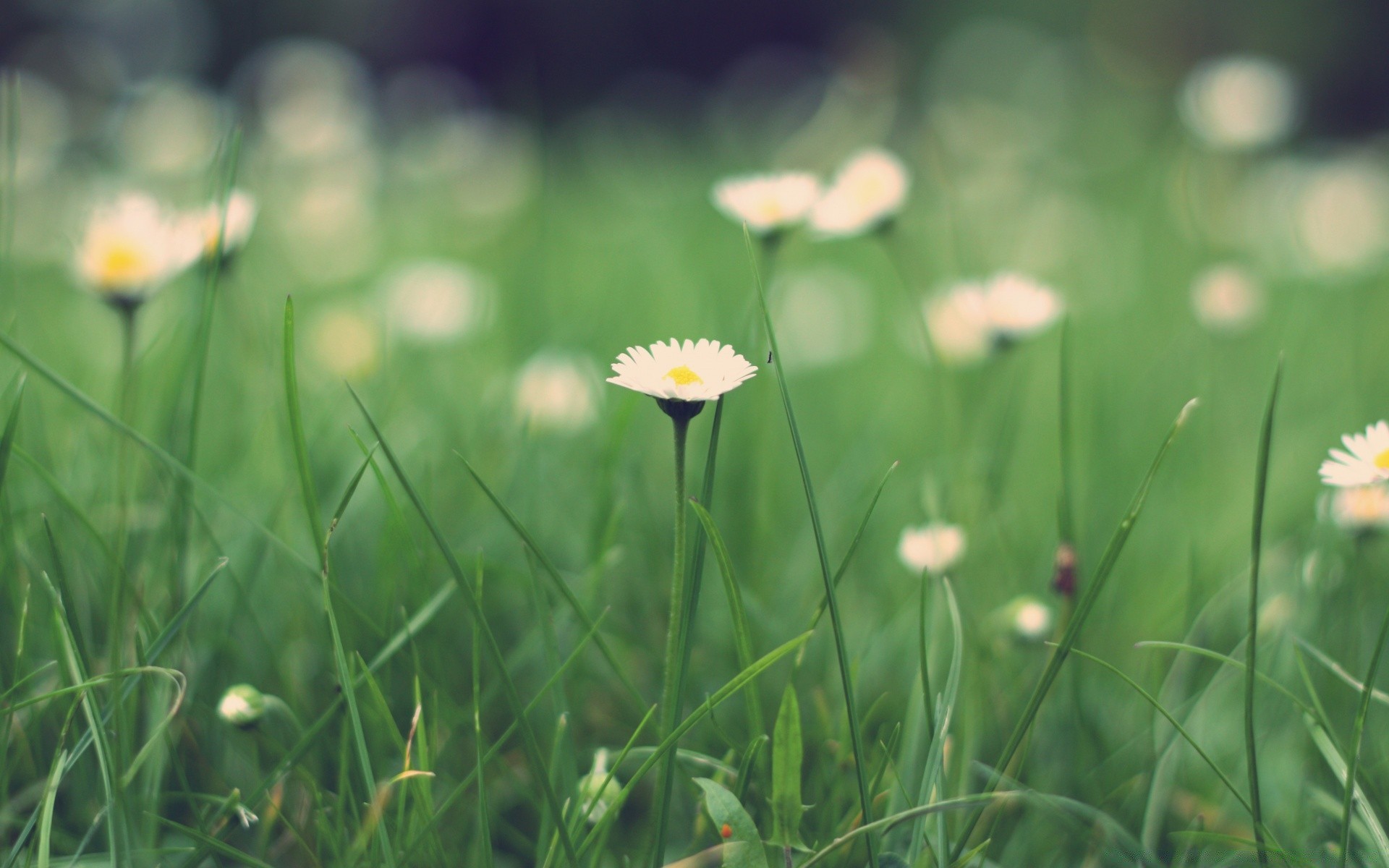 macro grass hayfield field nature summer flora flower sun lawn garden fair weather rural growth leaf season environment bright outdoors floral