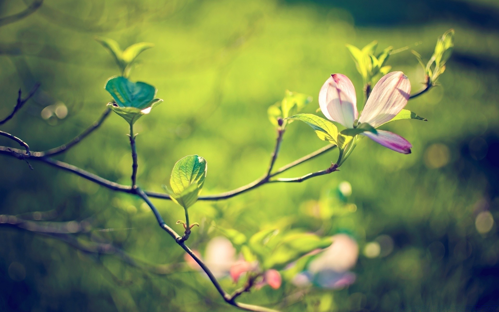 makro fotoğrafçılığı yaprak çiçek doğa flora bahçe yaz açık havada parlak renk park yakın çekim büyüme çiçek güzel ortamlar çiçeklenme