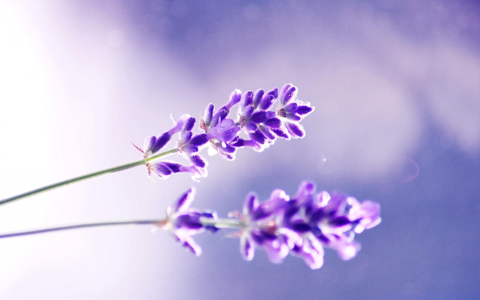 macro naturaleza flor flora verano primer plano color lavanda