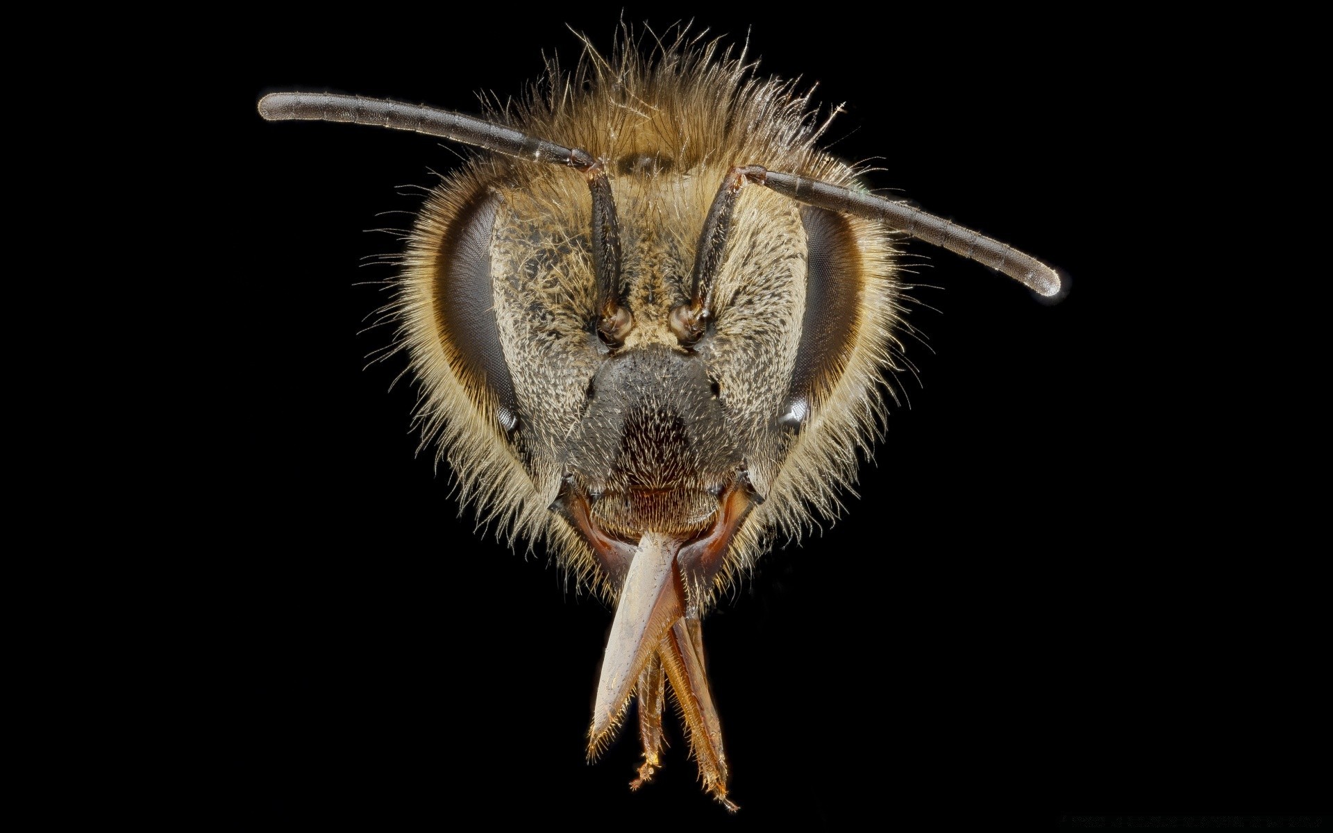 makroaufnahme insekt natur tierwelt tier wirbellose pest