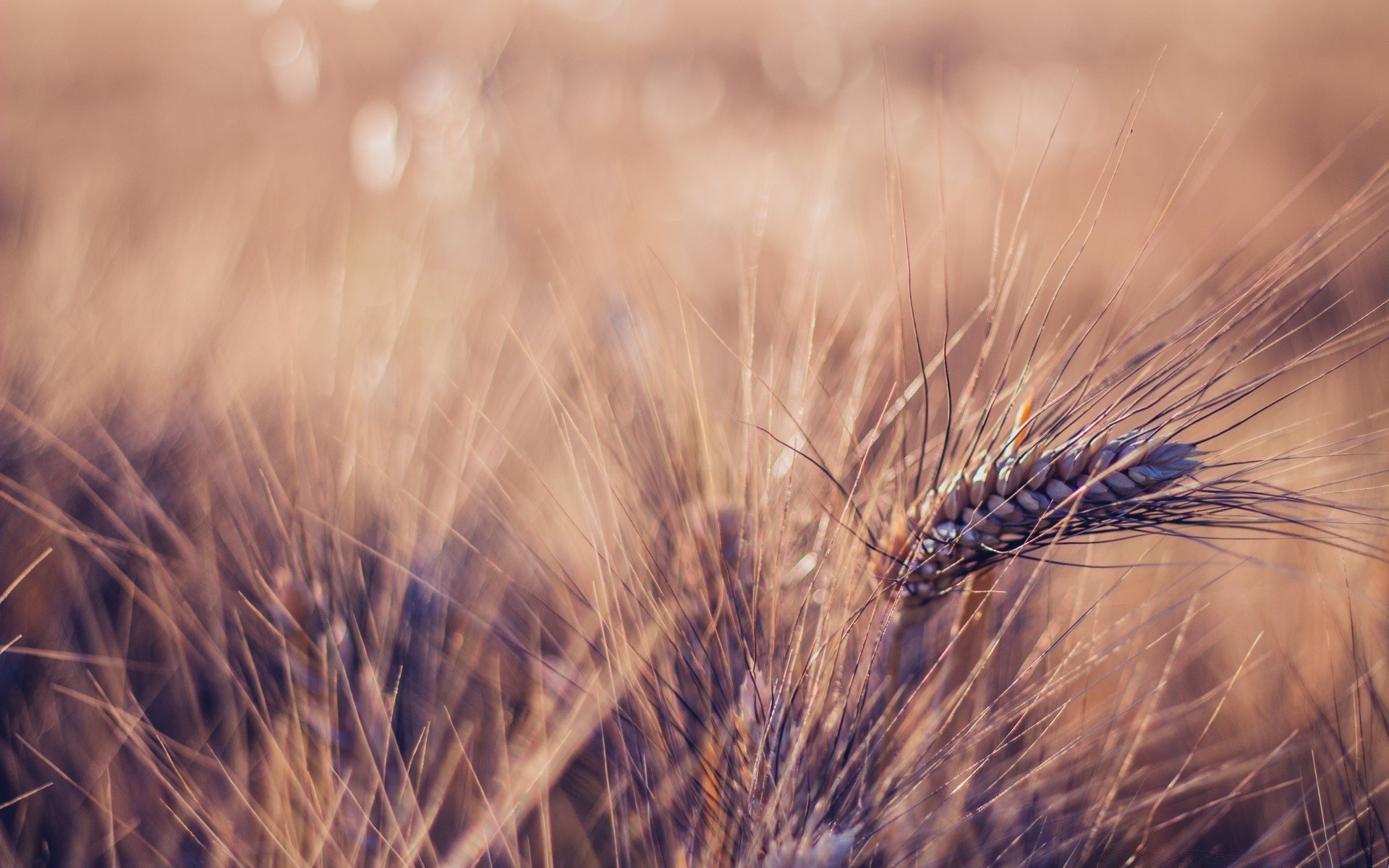 macro grano fiocchi campo raccolto rurale natura pascolo pane mais seme paglia oro erba segale fattoria all aperto secco campagna crescita