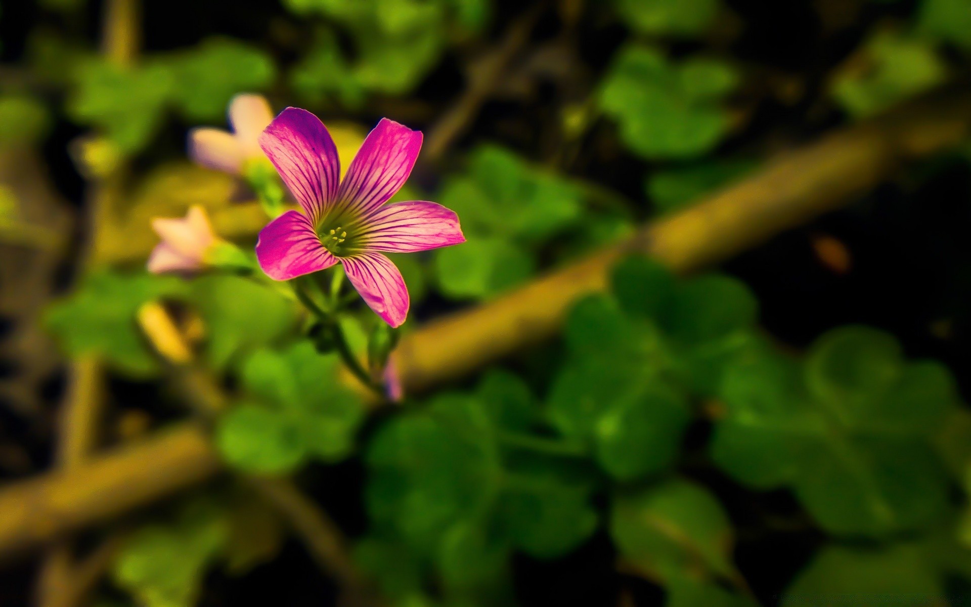 makro fotoğrafçılığı çiçek bahçe yaprak flora doğa renk çiçek açan yakın çekim petal açık havada çiçek yaz