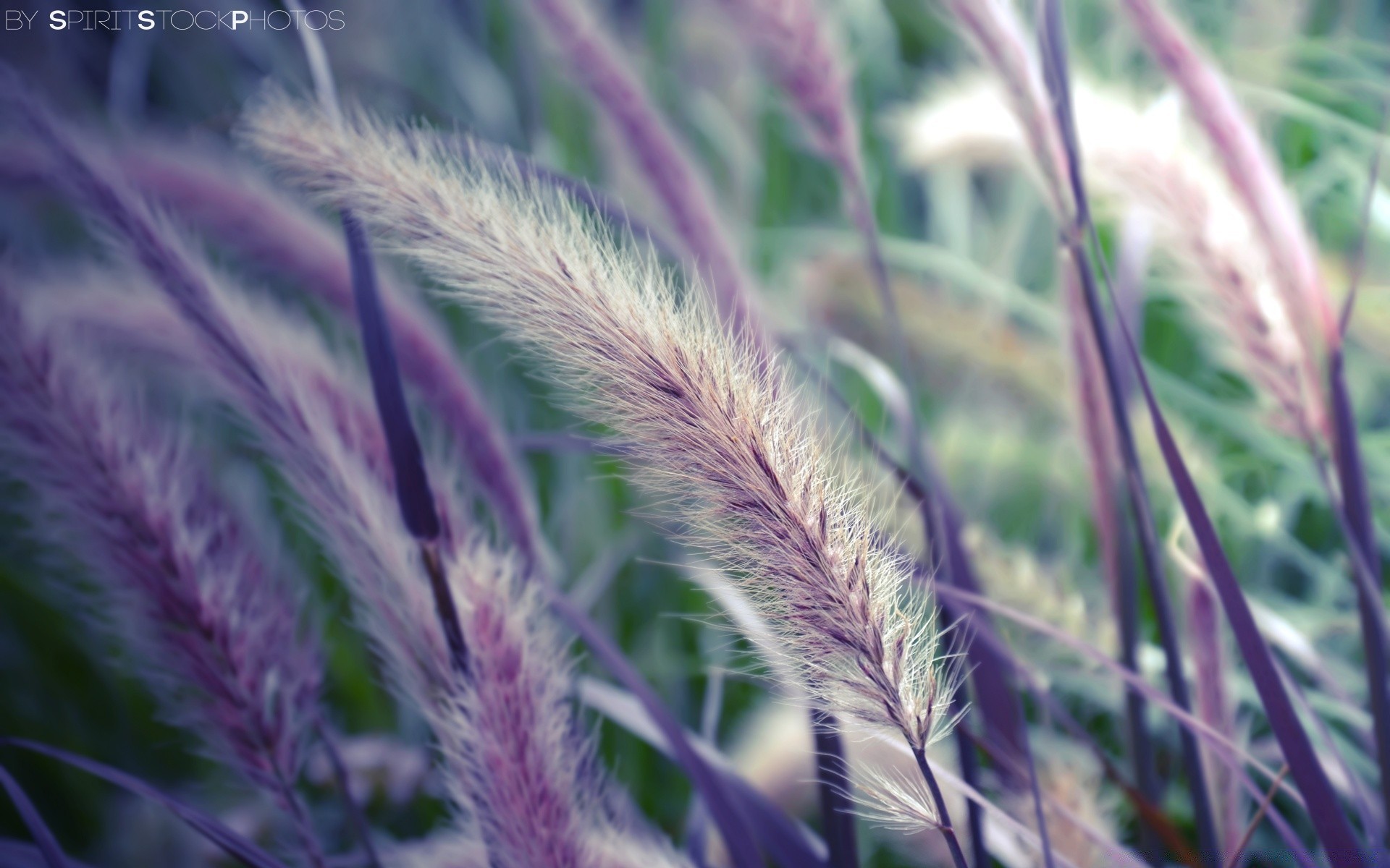 macro field bright flora summer grass nature close-up growth color flower hayfield beautiful spike rural fine cereal desktop outdoors agriculture