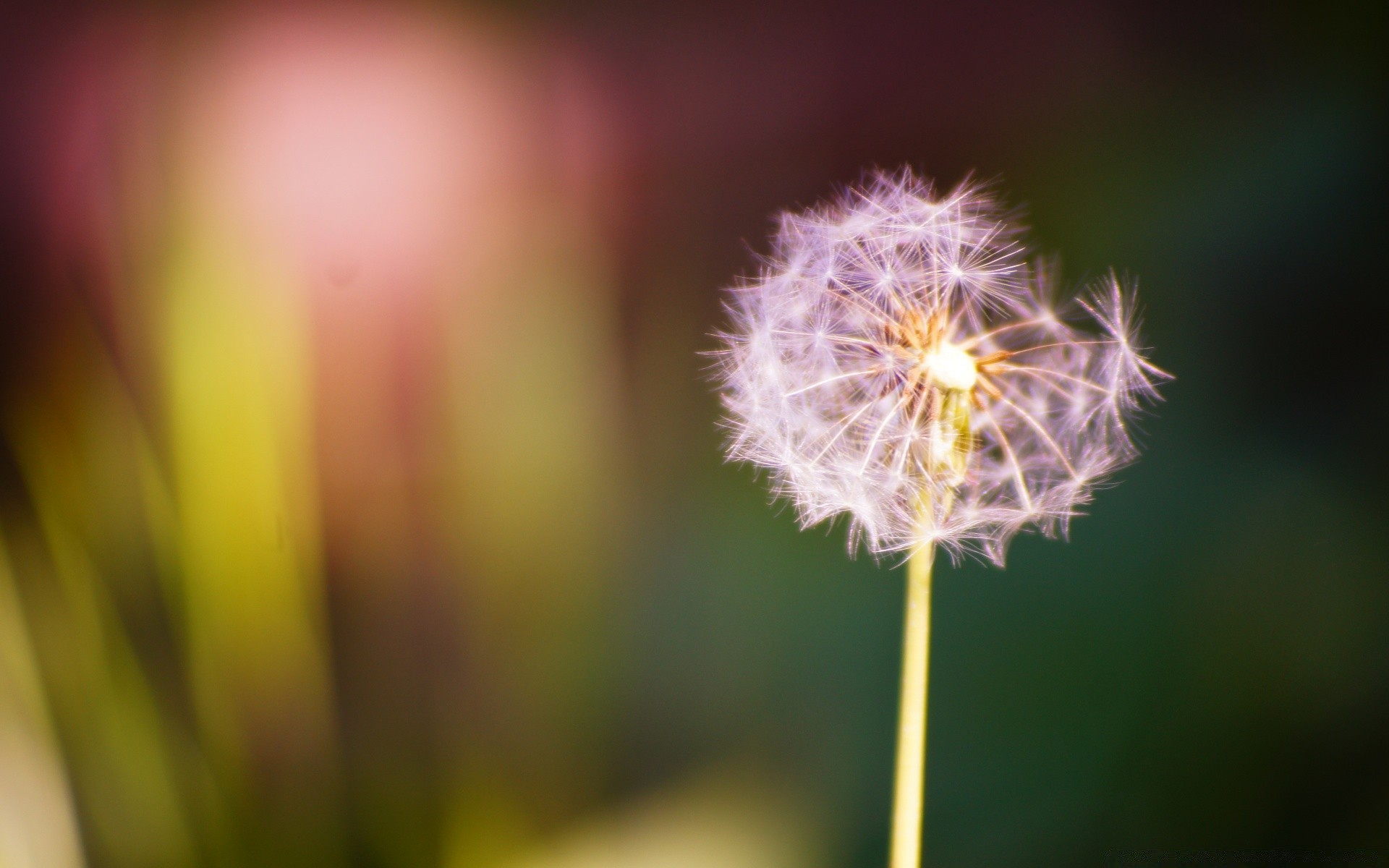 macro nature flower summer flora dandelion color bright blur growth delicate garden leaf grass husk