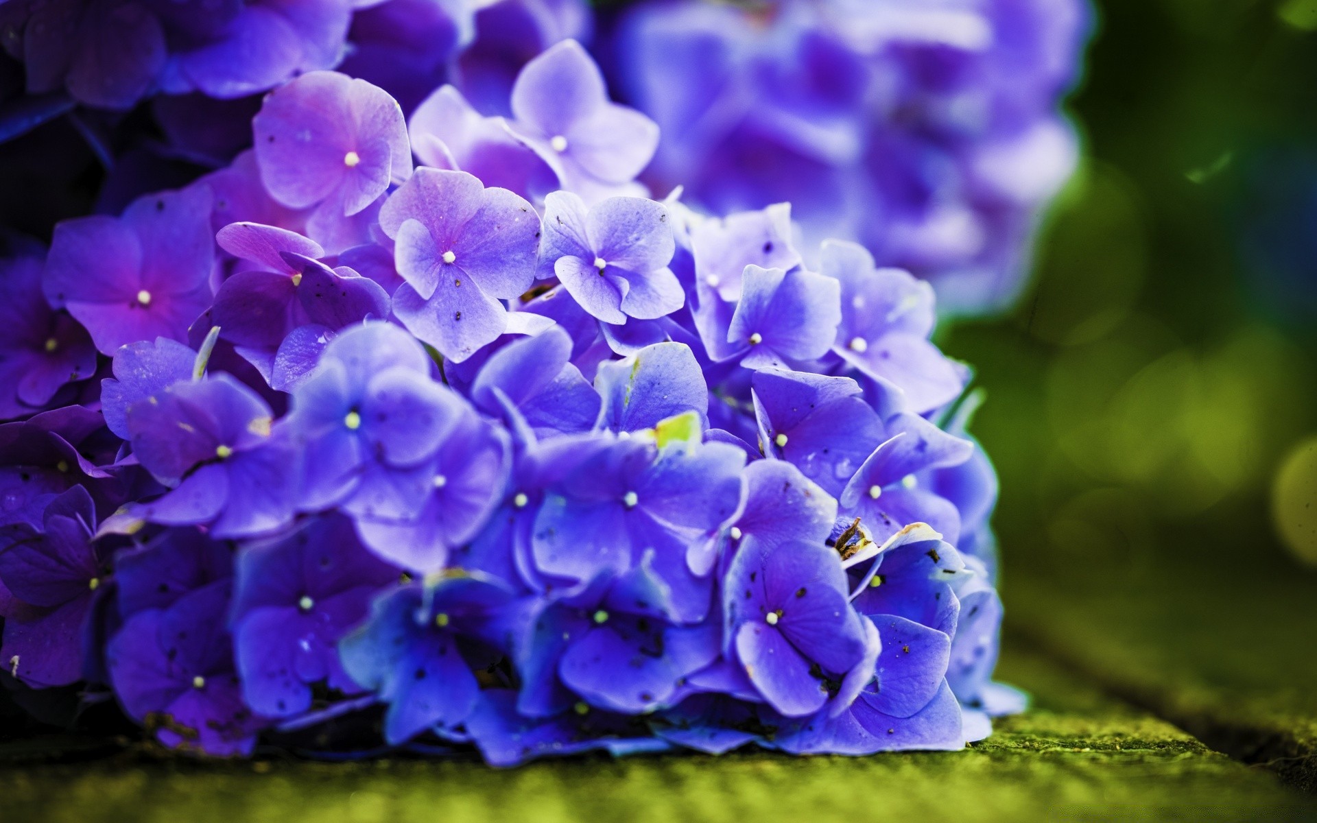 makroaufnahme blume natur flora garten blumen blütenblatt blatt blühen wachstum im freien sommer violet farbe hell cluster blumenstrauß