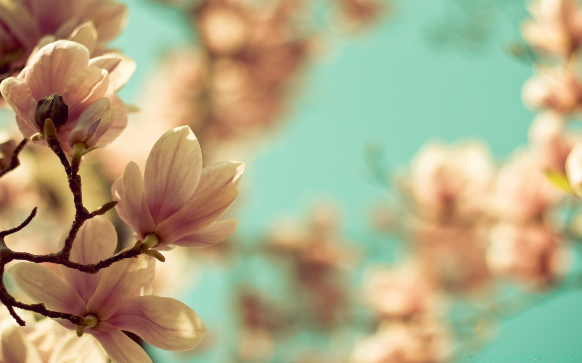 makroaufnahme natur blume sommer flora unschärfe blatt garten im freien hell gutes wetter wachstum farbe blütenblatt