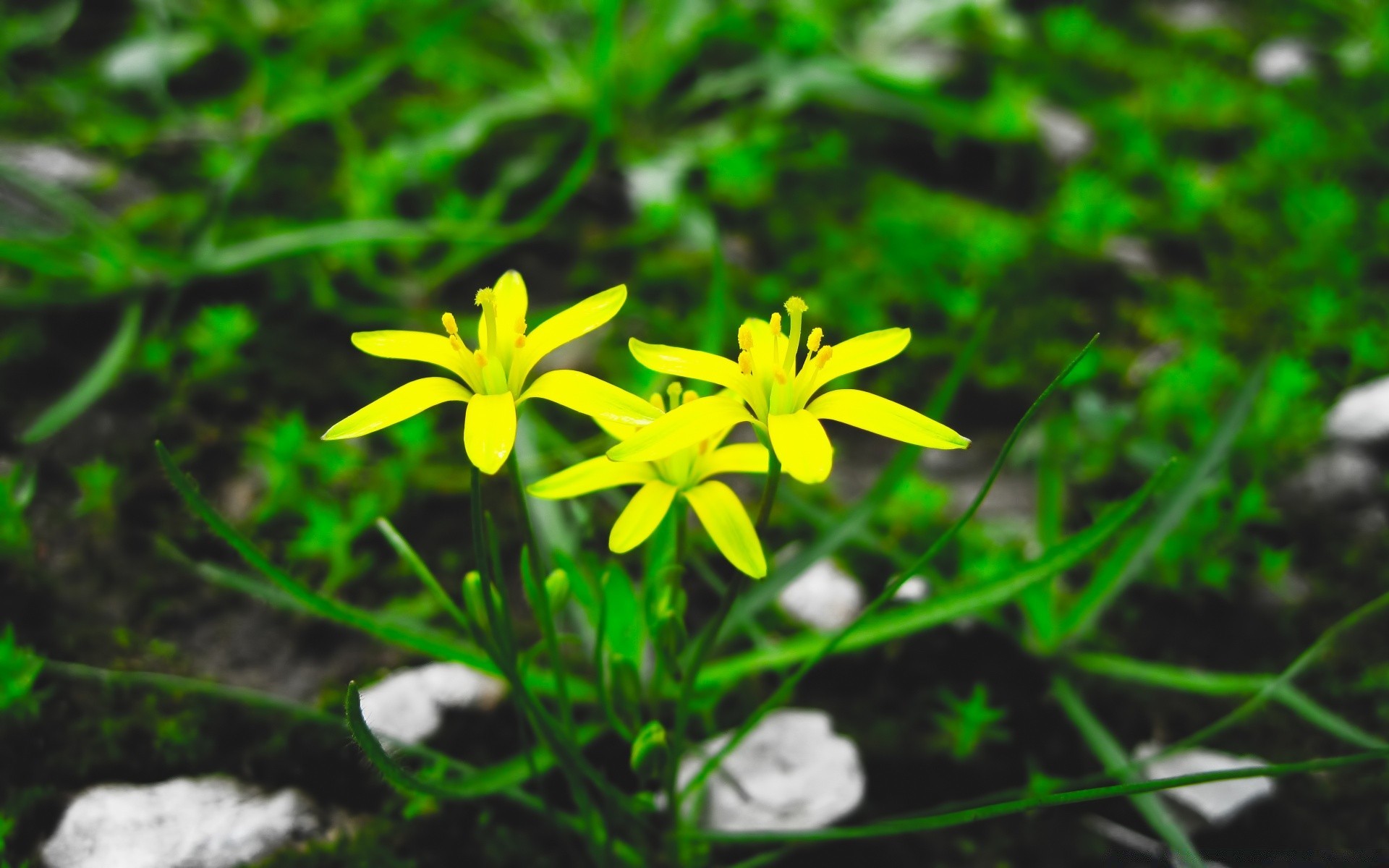 macro nature flora leaf summer flower garden grass close-up outdoors growth environment season beautiful bright color fair weather wild park