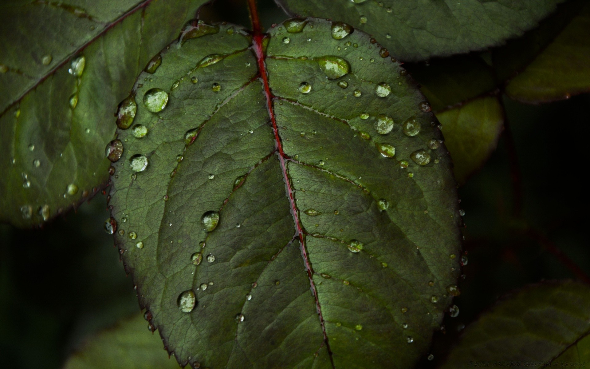 macro leaf rain nature dew flora drop growth environment wet outdoors color texture tree droplet vein garden light biology