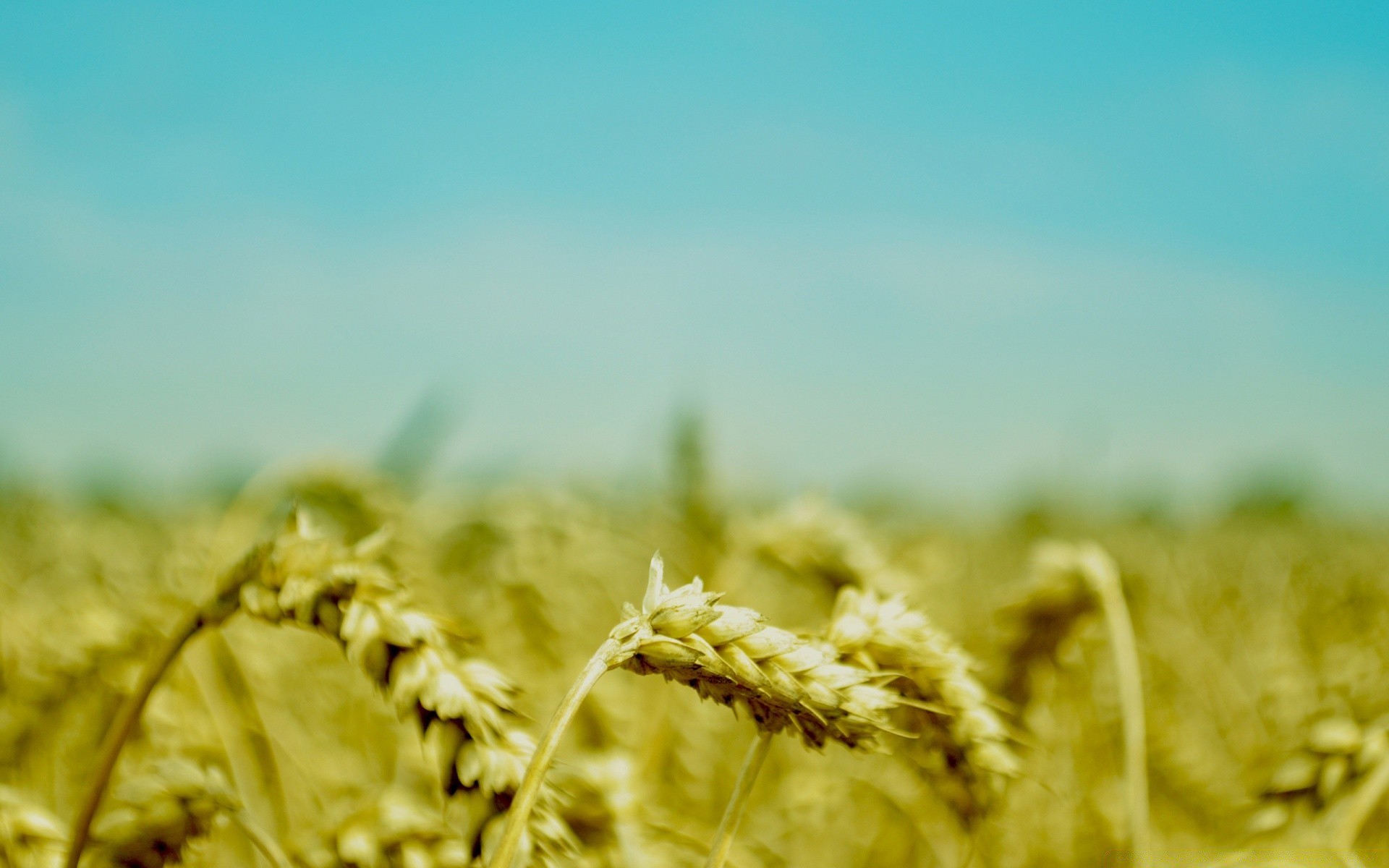 makro weizen getreide brot weide des ländlichen mais natur sonne feld roggen stroh sommer wachstum bauernhof landschaft ernte gutes wetter ackerland gold gras