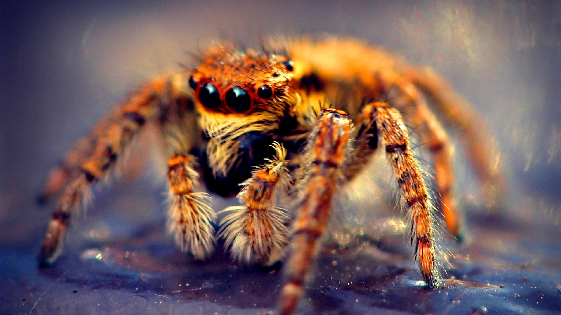 macro spider wildlife nature animal arachnid insect close-up invertebrate danger creepy predator fear wild scary