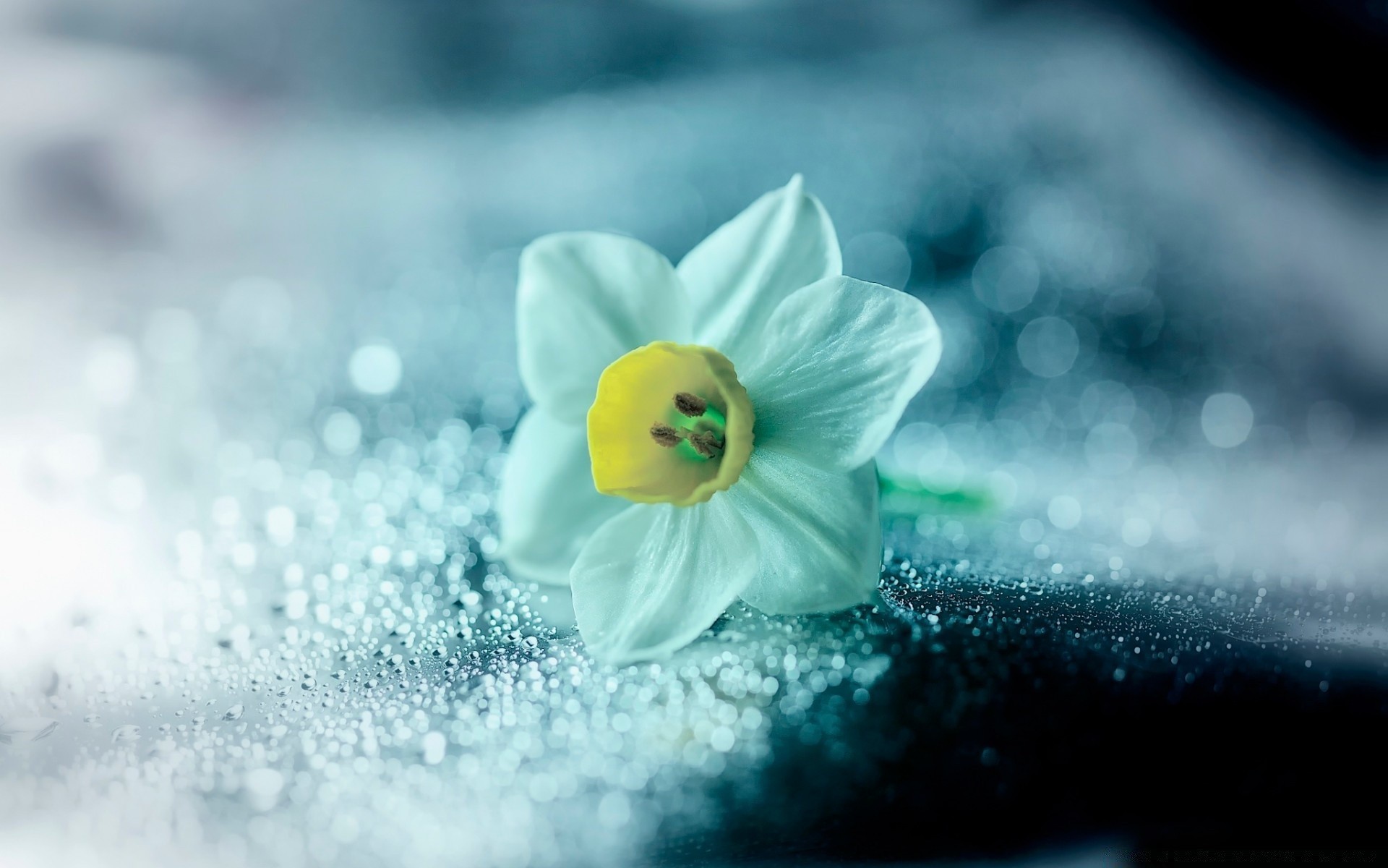 macro snow blur winter nature flower close-up water still life desktop outdoors summer cold