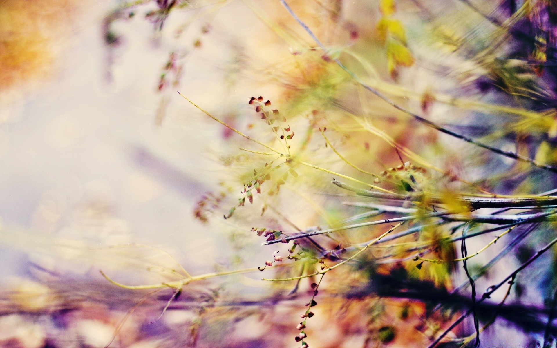 macro nature flower flora color beautiful summer desktop abstract outdoors garden bright blur floral pattern texture close-up leaf growth