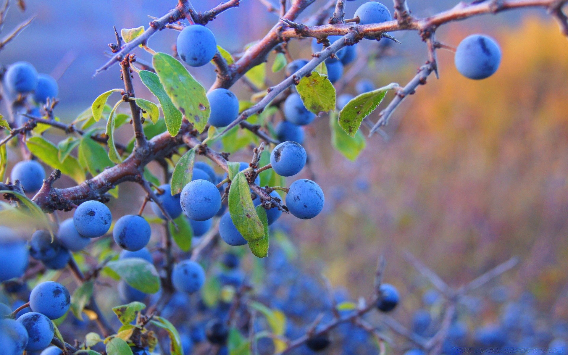 macro fruit nature tree leaf branch outdoors flora grow pasture summer color fall garden fair weather berry food