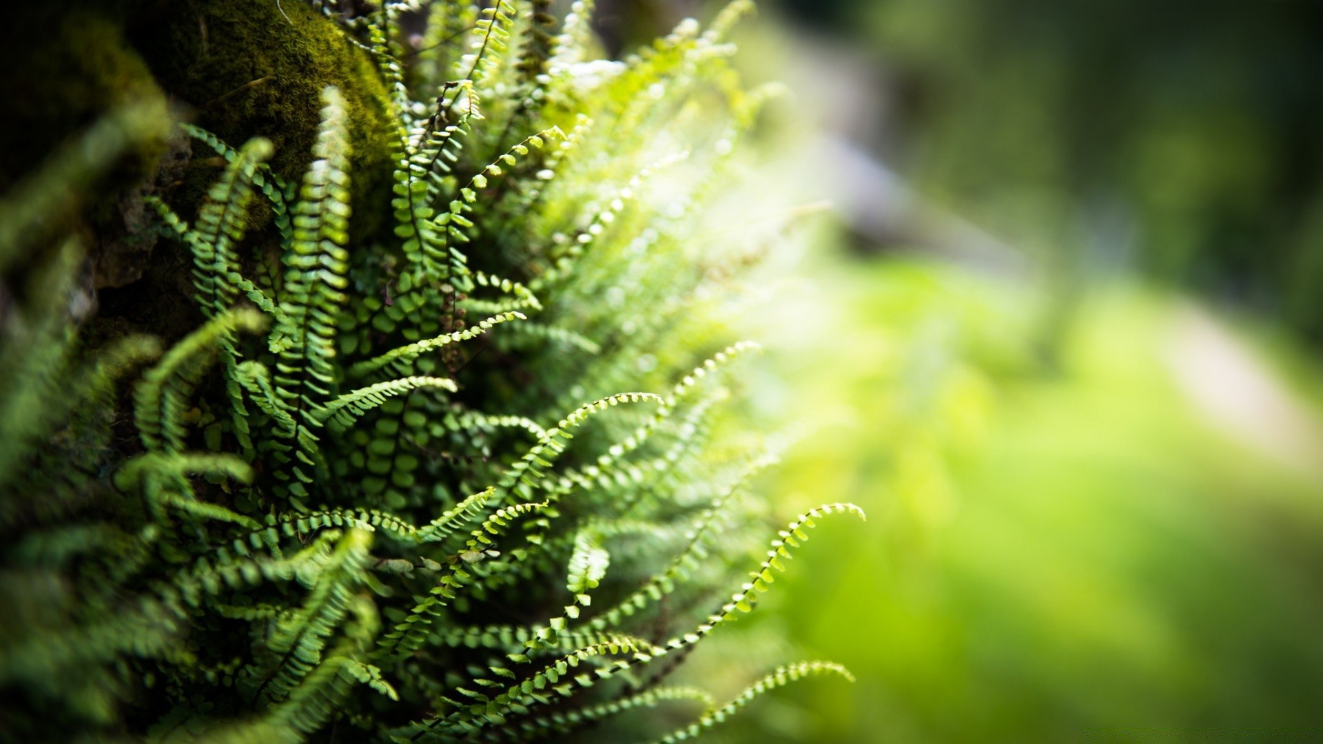 makro fern natura liść flora wzrost na zewnątrz rozmycie frond lato ogród biologia środowiska drzewo trawa zbliżenie bujne drewno