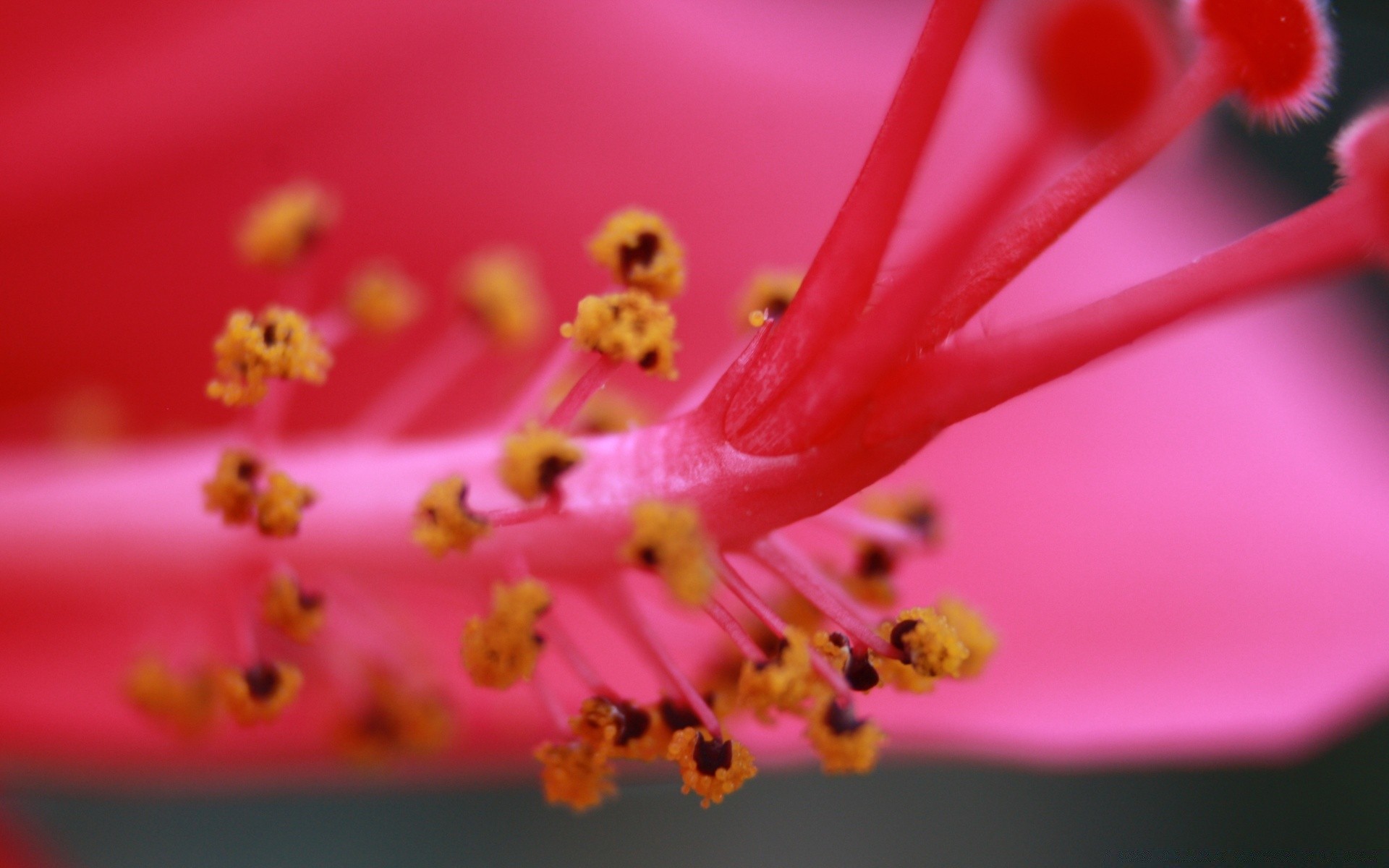 macro flor pétalo naturaleza flora polen jardín floración insecto rosa floral amigo hibisco color desenfoque verano hoja delicado