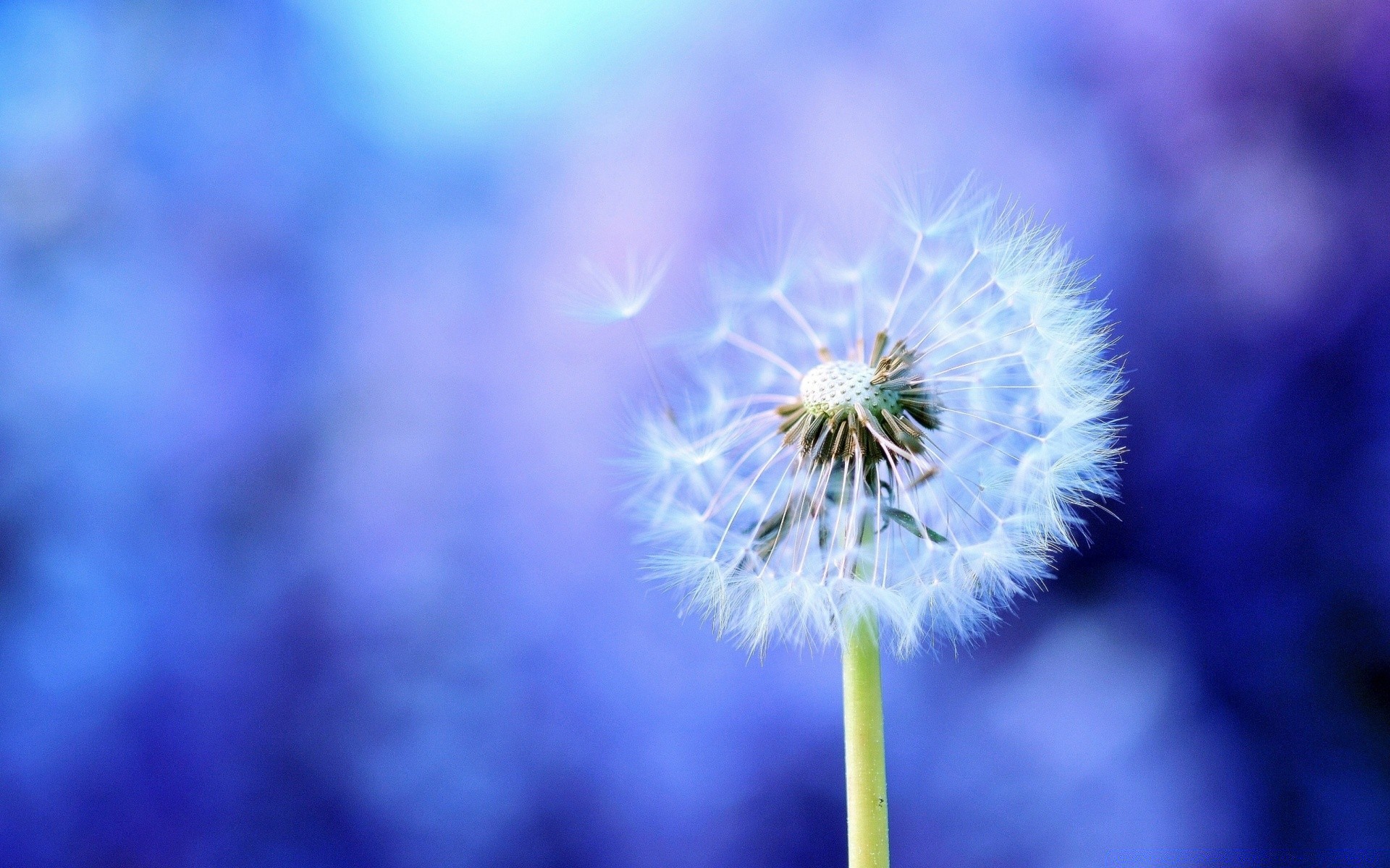 macro flower nature dandelion flora blur summer delicate bright color growth softness garden season outdoors close-up petal leaf blooming