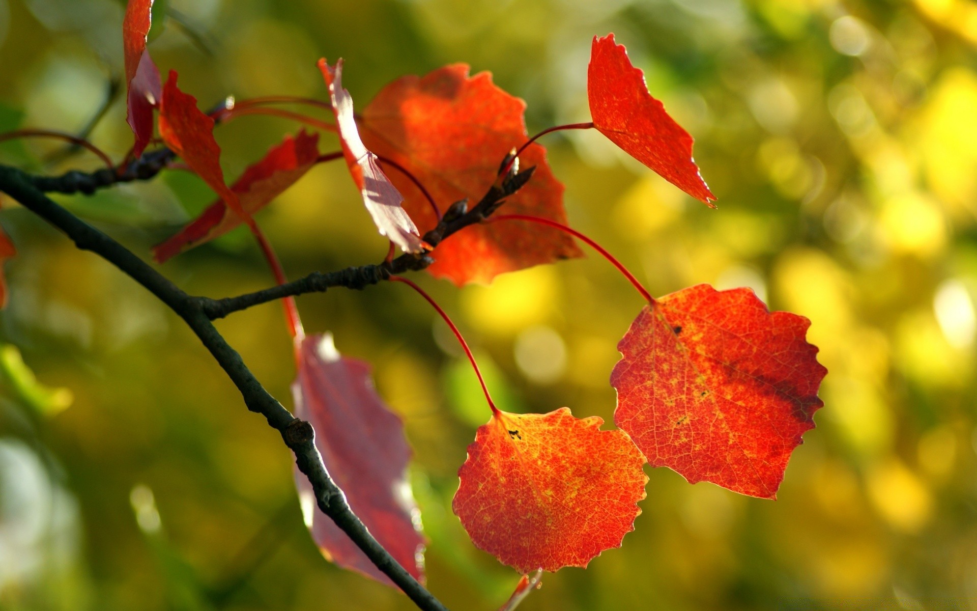 macro leaf nature fall tree flora color outdoors branch season bright garden summer fair weather flower park