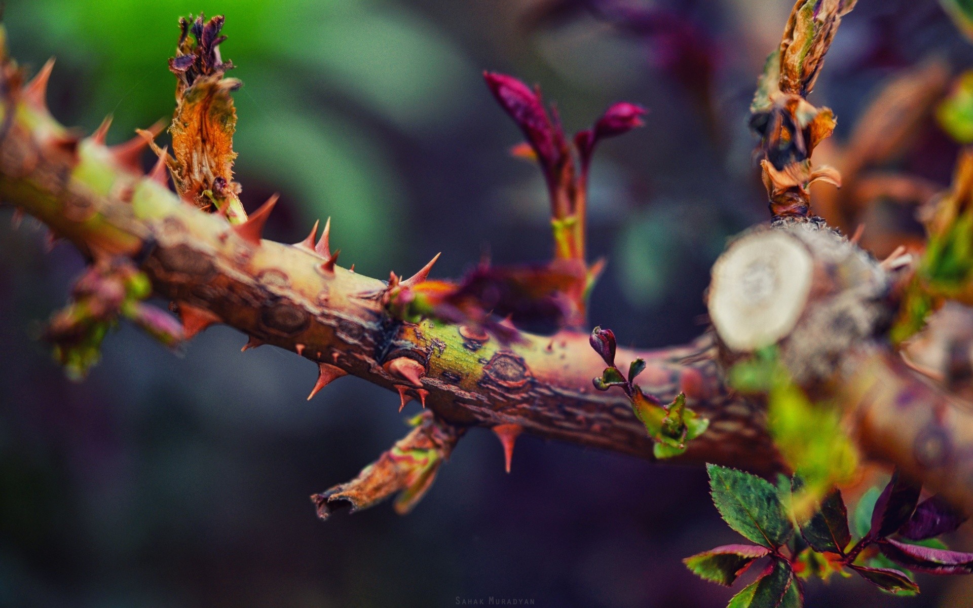 macro leaf nature flora tree outdoors garden flower close-up color branch spine fall cactus