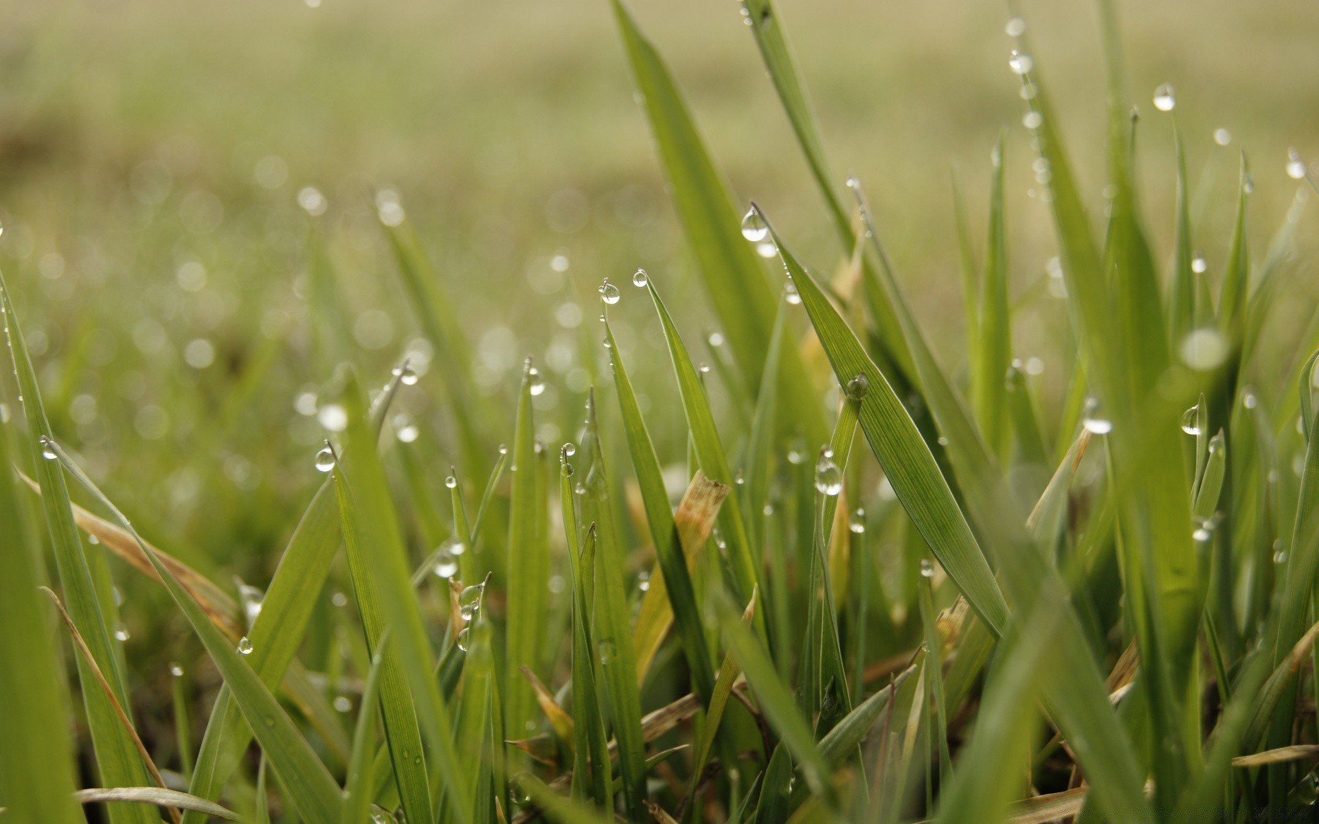 makro fotoğrafçılığı çimen çiy çim alan büyüme düşme saman biçme makinesi bıçak flora yağmur şafak bahçe yaprak doğa yemyeşil yaz çevre ıslak damla kırsal