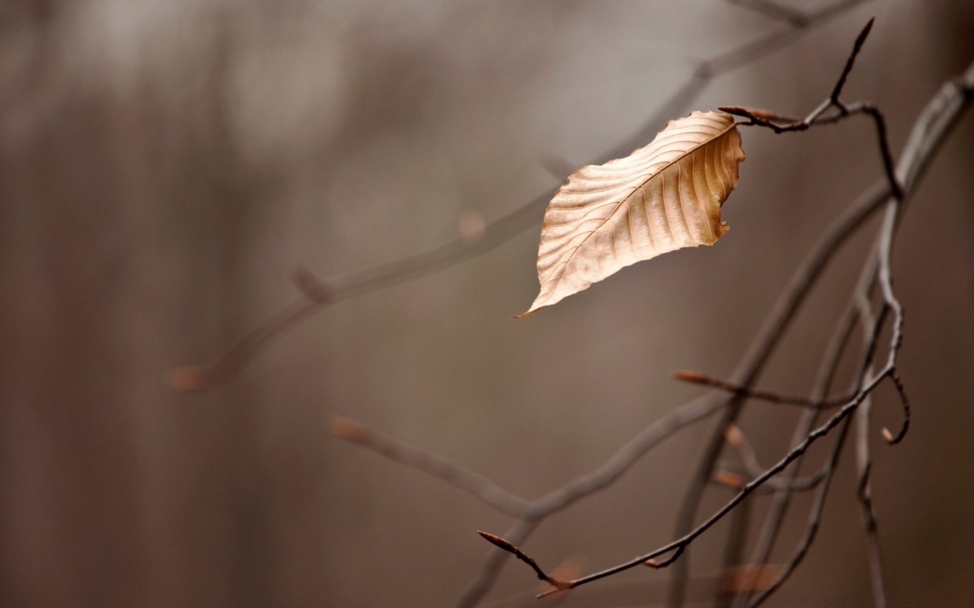 macro natura autunno albero foglia sfocatura all aperto insetto singolo inverno illuminato luce luce del giorno uccello alba