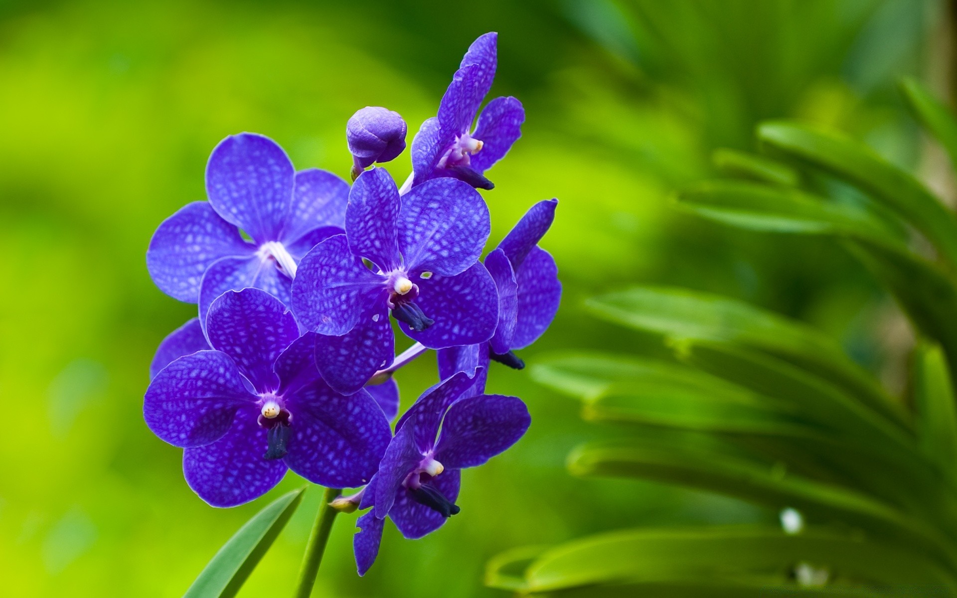 macro nature flora tropical leaf flower garden summer growth floral petal color blooming bright branch exotic botanical close-up vibrant