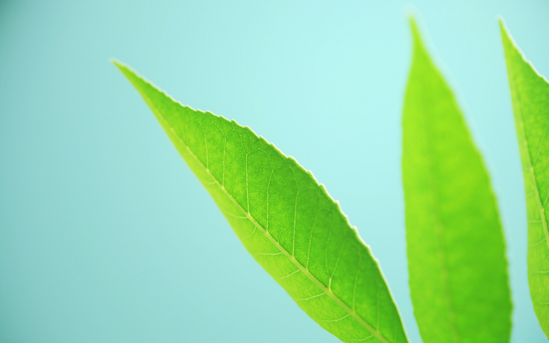 微距摄影 叶 生长 自然 植物 清洁 生态 茂盛 露水 雨 环境 明亮 户外