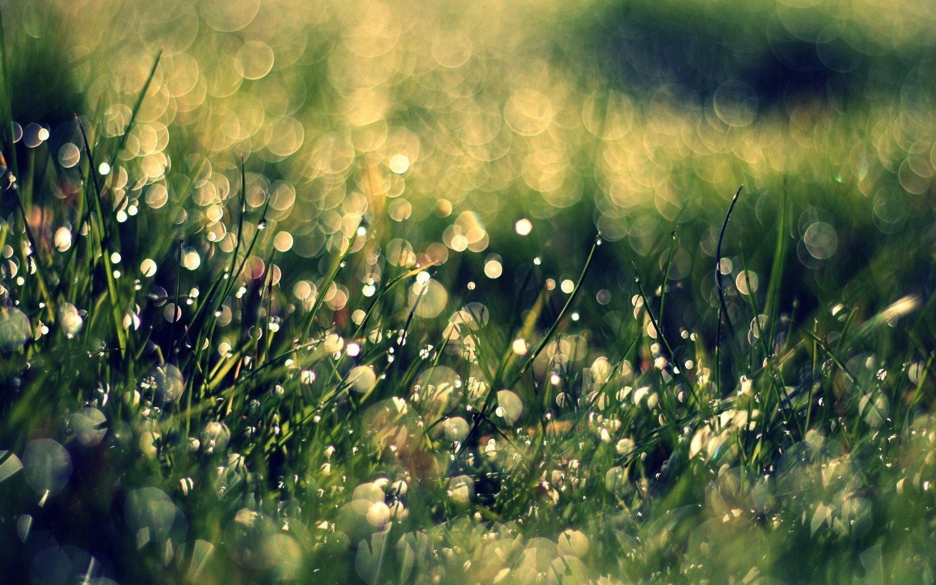 makro gras natur tau sommer heuhaufen dämmerung regen sonne flora feld rasen gutes wetter fallen steigen blatt garten blume im freien unschärfe hell