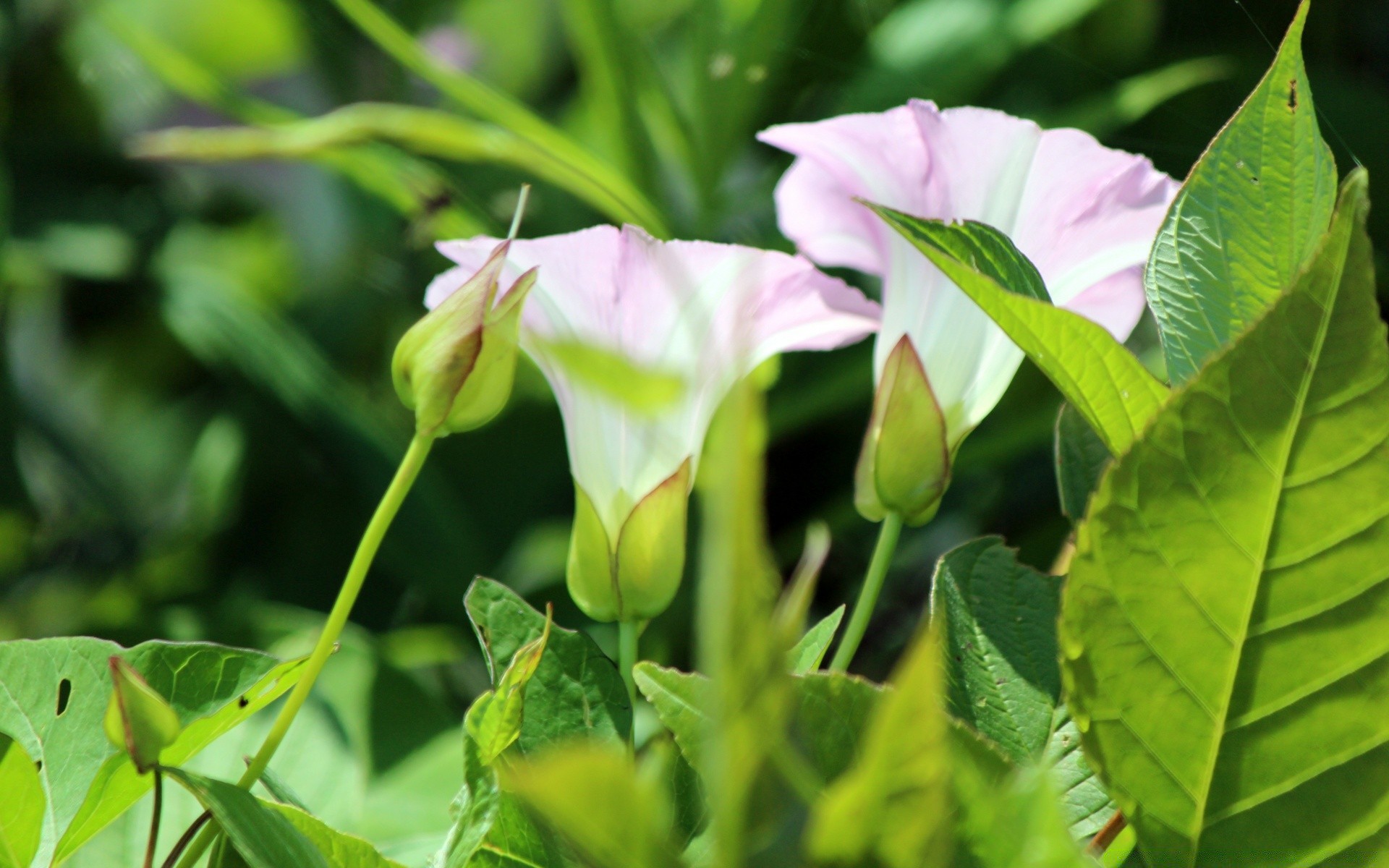 makroaufnahme natur blatt flora blume garten sommer hell wachstum schließen schön blumen farbe blühen tropisch im freien gutes wetter blütenblatt botanisch park