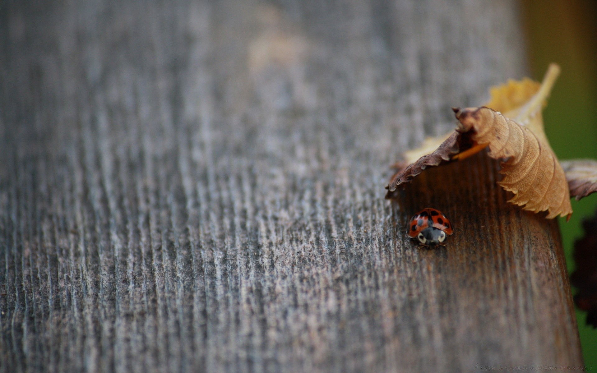 macro legno legno natura cibo