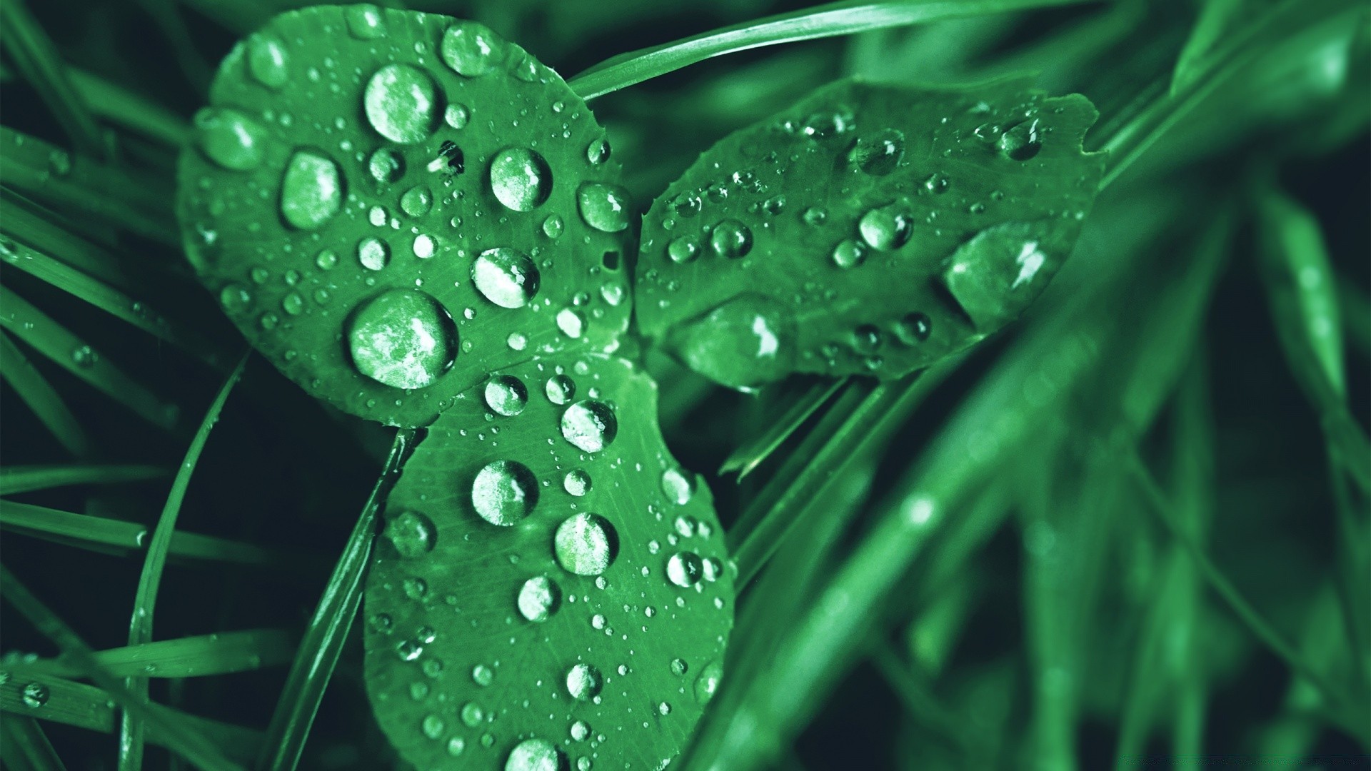 macro lluvia rocío gota mojado hoja agua flora gotas frescura naturaleza pureza crecimiento medio ambiente líquido limpio