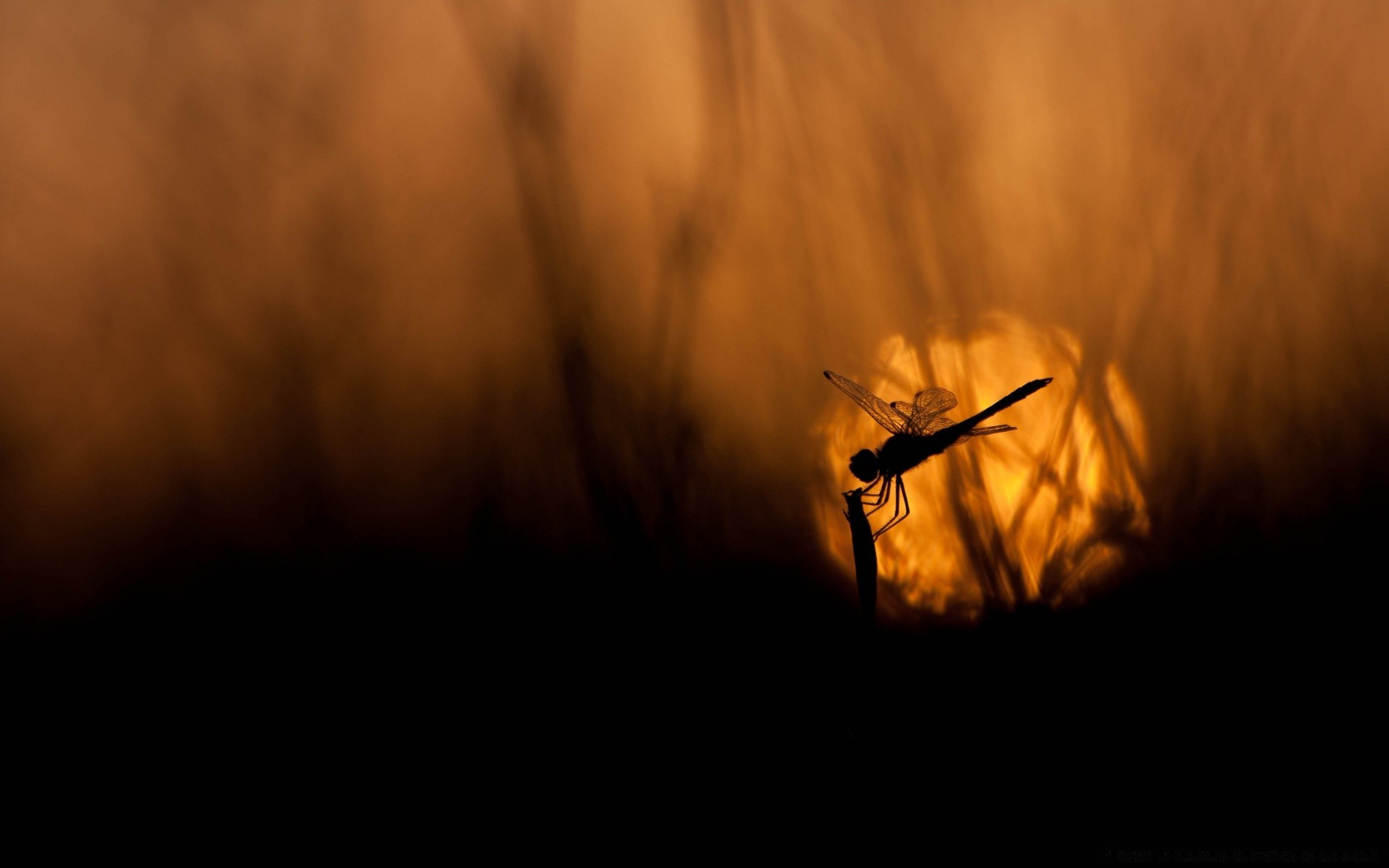 macro insect sunset backlit silhouette wildlife light blur