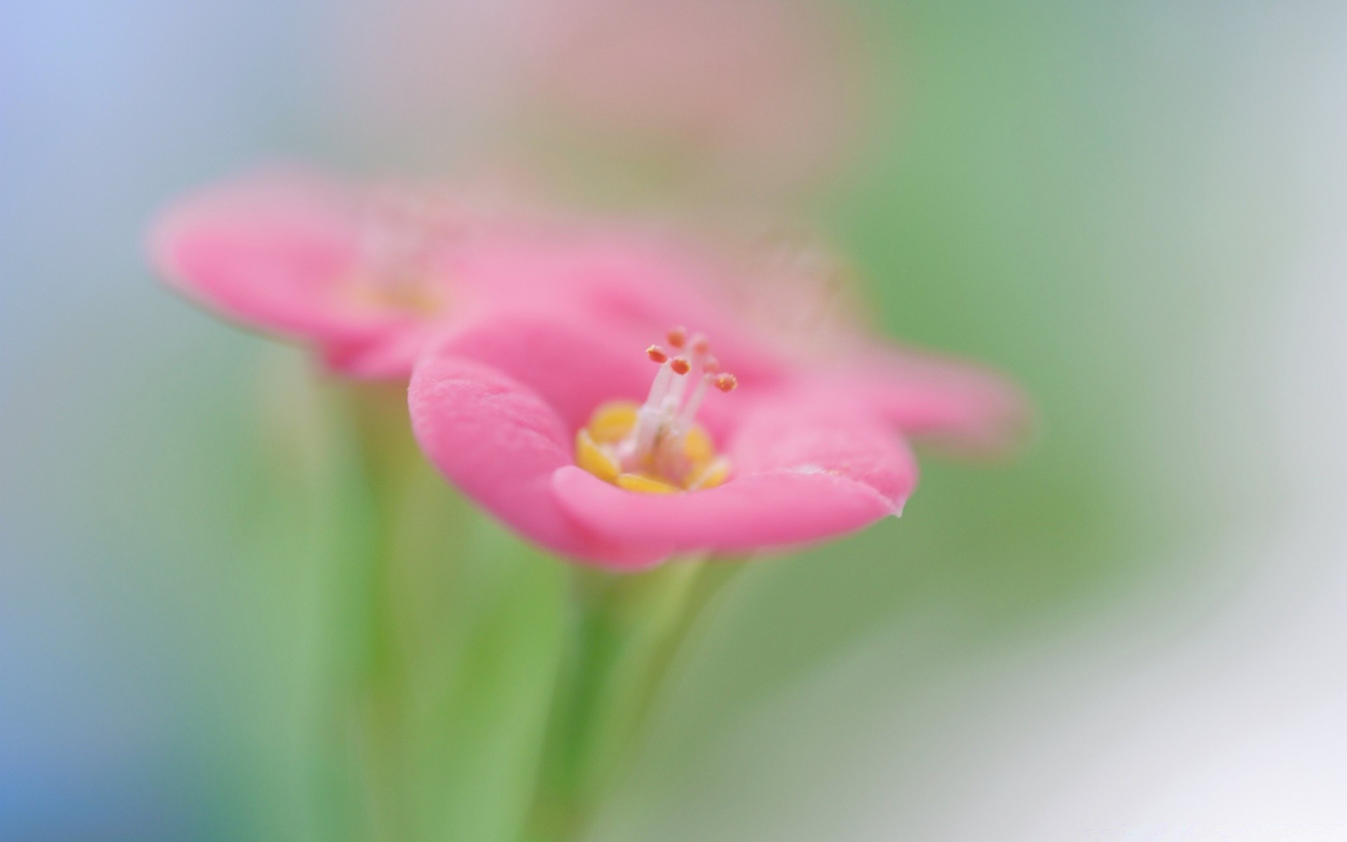 macro flower nature flora summer leaf garden color bright blur beautiful close-up petal growth floral