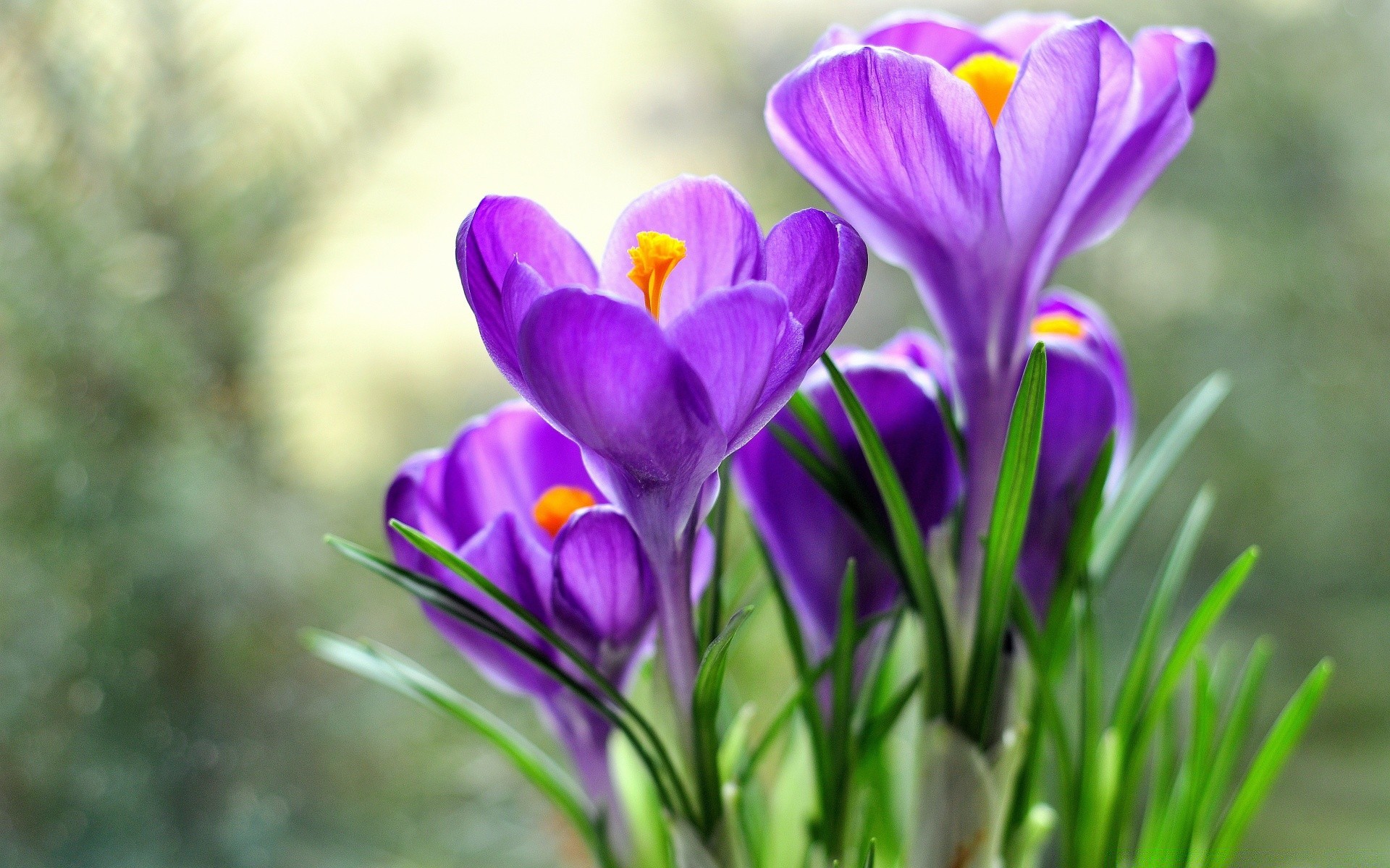 macro nature fleur flore feuille jardin été couleur bluming floral lumineux crocus pâques croissance pétale saison à l extérieur herbe délicat