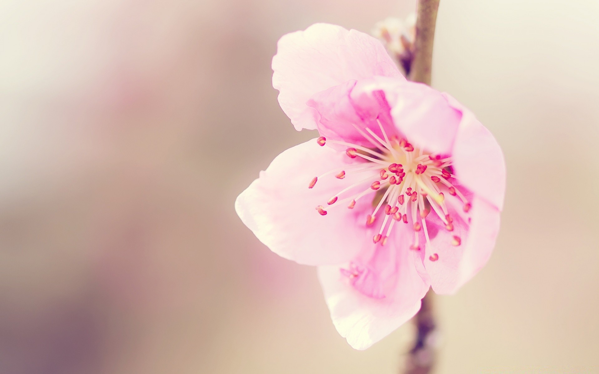 makroaufnahme natur blume blatt kirsche sanft sommer unschärfe hell im freien flora wachstum ostern