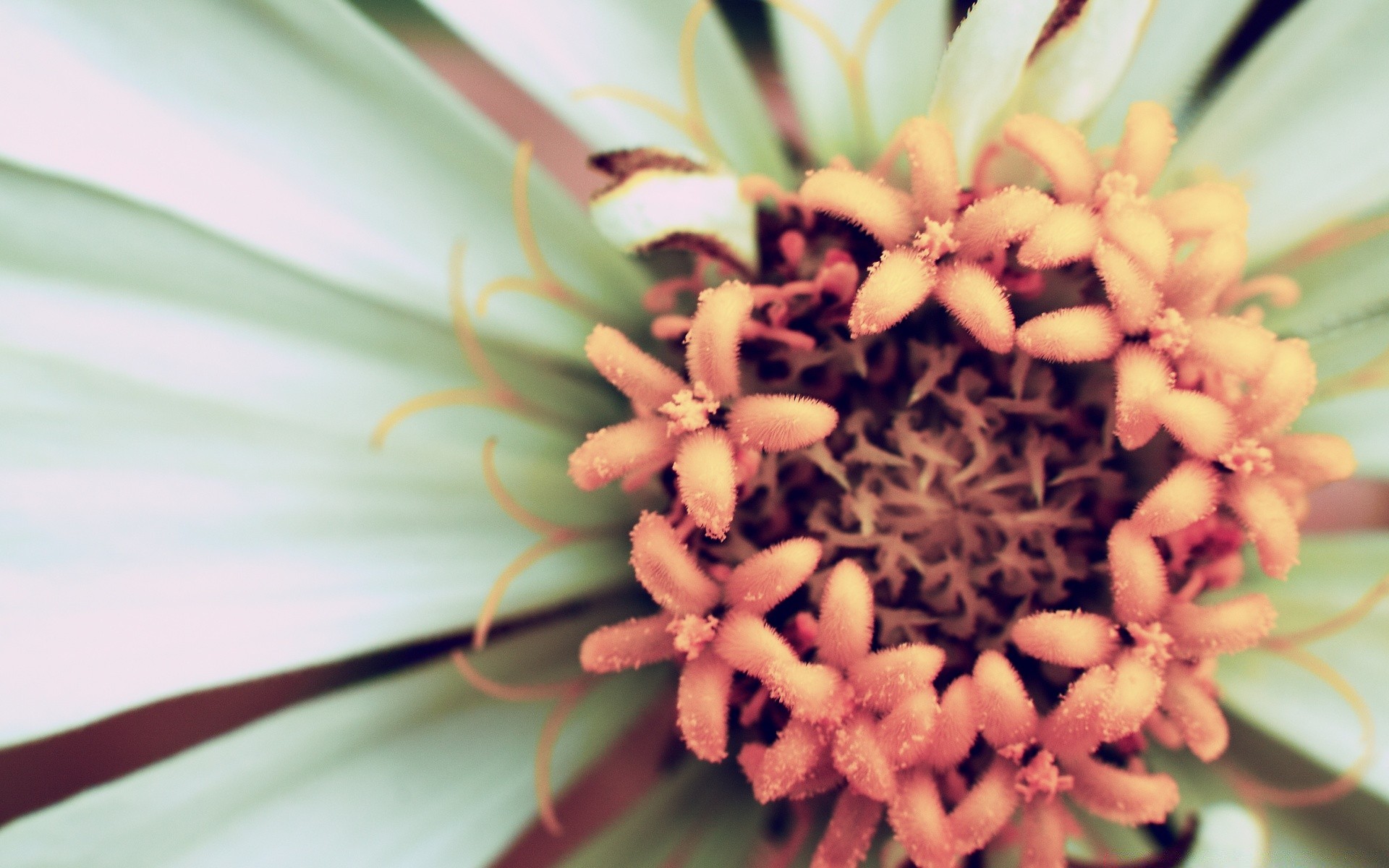 macro flower nature flora summer color floral beautiful close-up leaf