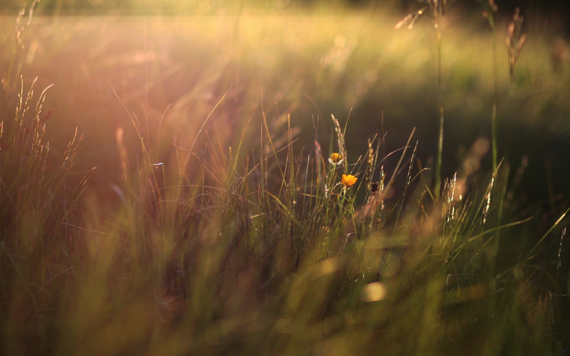 makro feld gras sonne weide dämmerung heuhaufen landschaft sonnenuntergang bauernhof ländlichen unschärfe gutes wetter natur licht sommer blume rasen land weide im freien