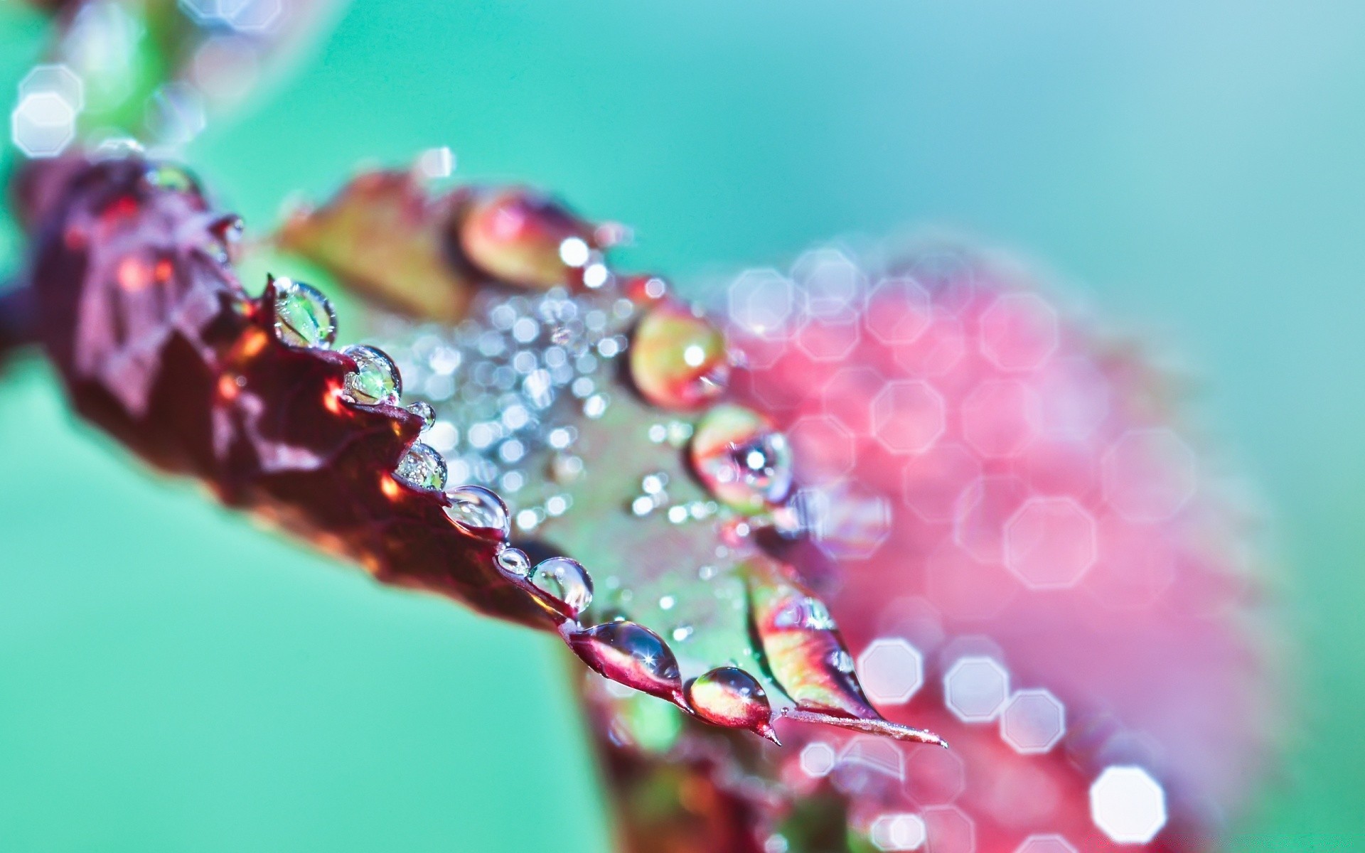 macro gota água desktop natureza cor bolha flor close-up verão