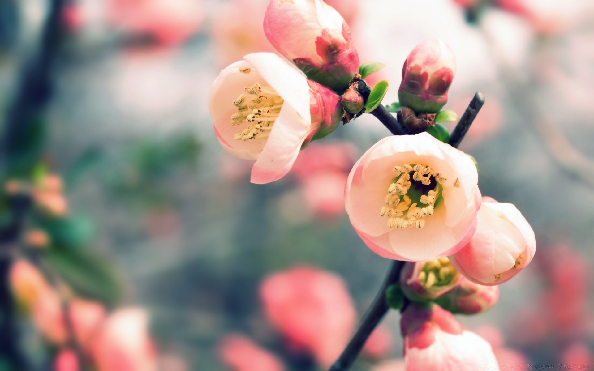 macro nature outdoors blur tree leaf growth flower fair weather summer