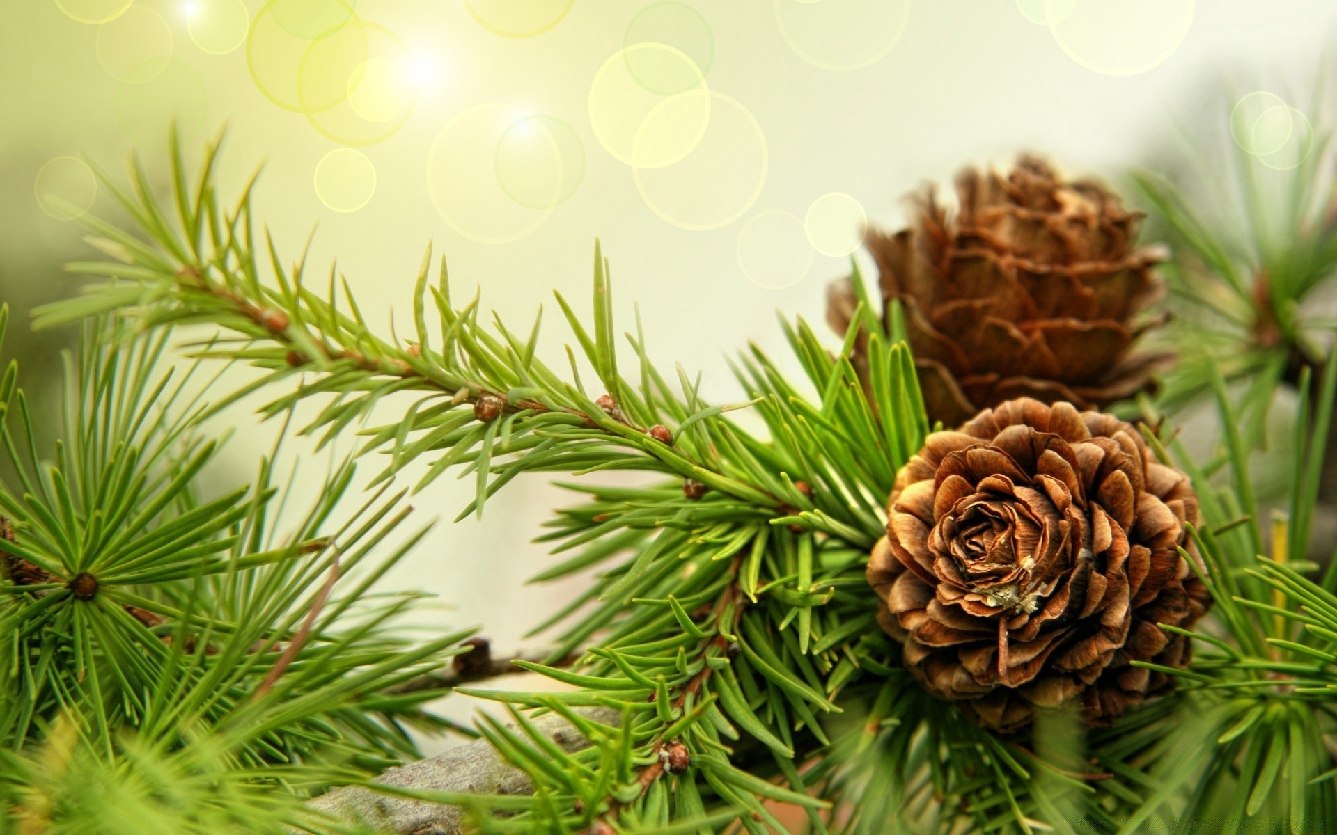 macro pine coniferous christmas winter cone spruce fir evergreen conifer needle tree decoration branch nature celebration season larch color desktop