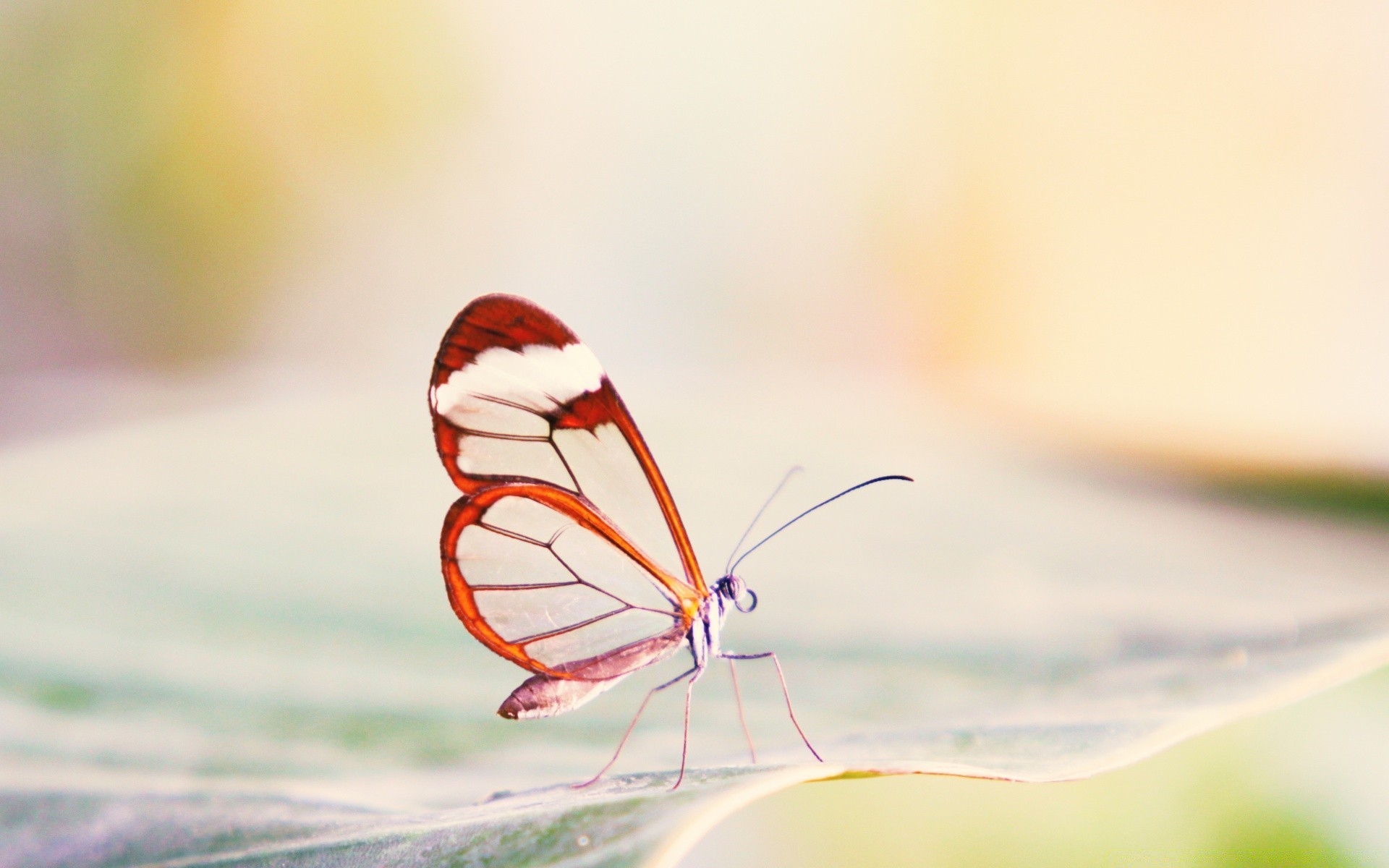 macro nature butterfly insect summer blur grass flower leaf wing outdoors color garden fly flora bright desktop animal close-up little